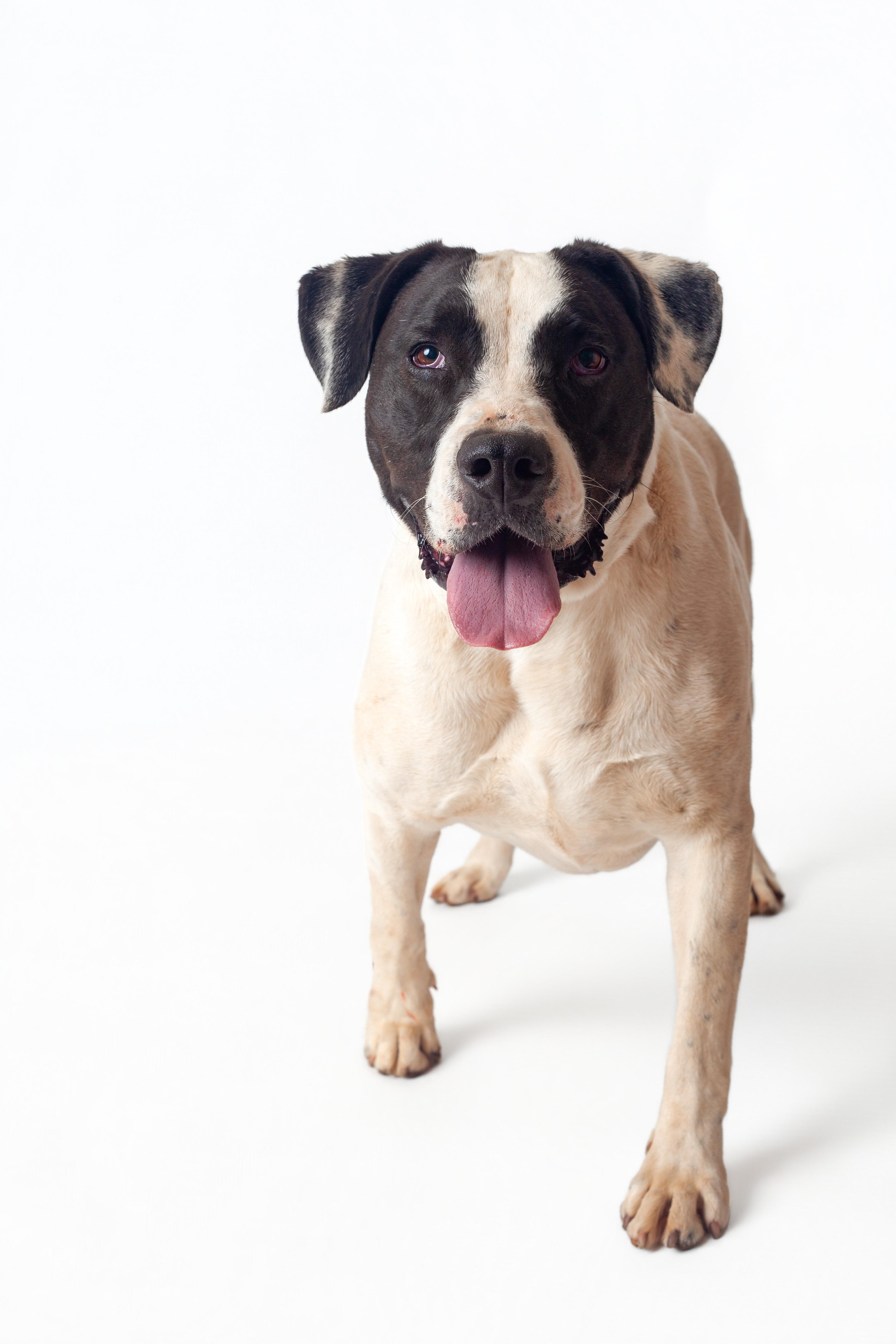 Enlarge Huckleberry, a Adoptable mixed breed in Guthrie, OK image 2/6