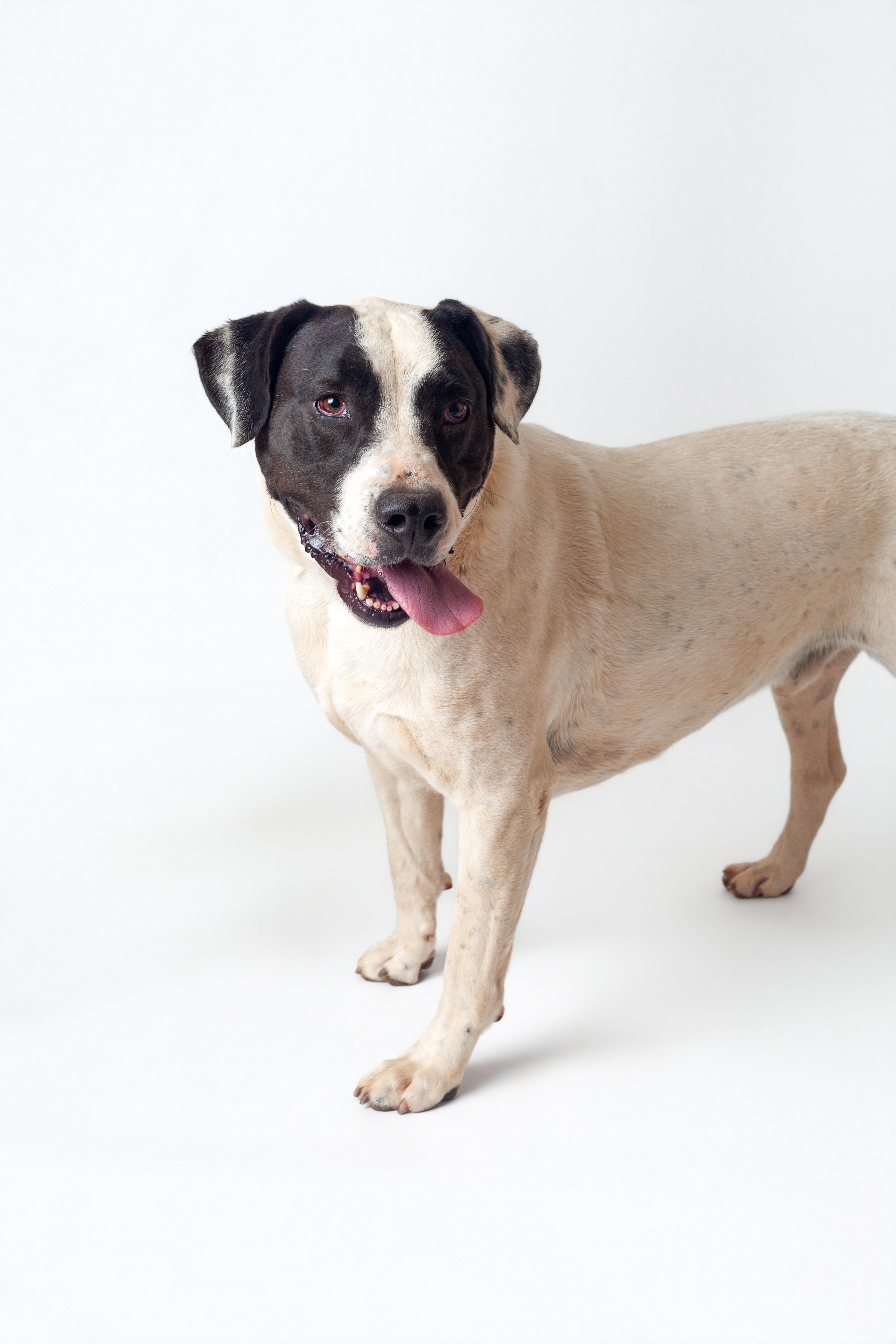 Enlarge Huckleberry, a Adoptable mixed breed in Guthrie, OK image 3/6
