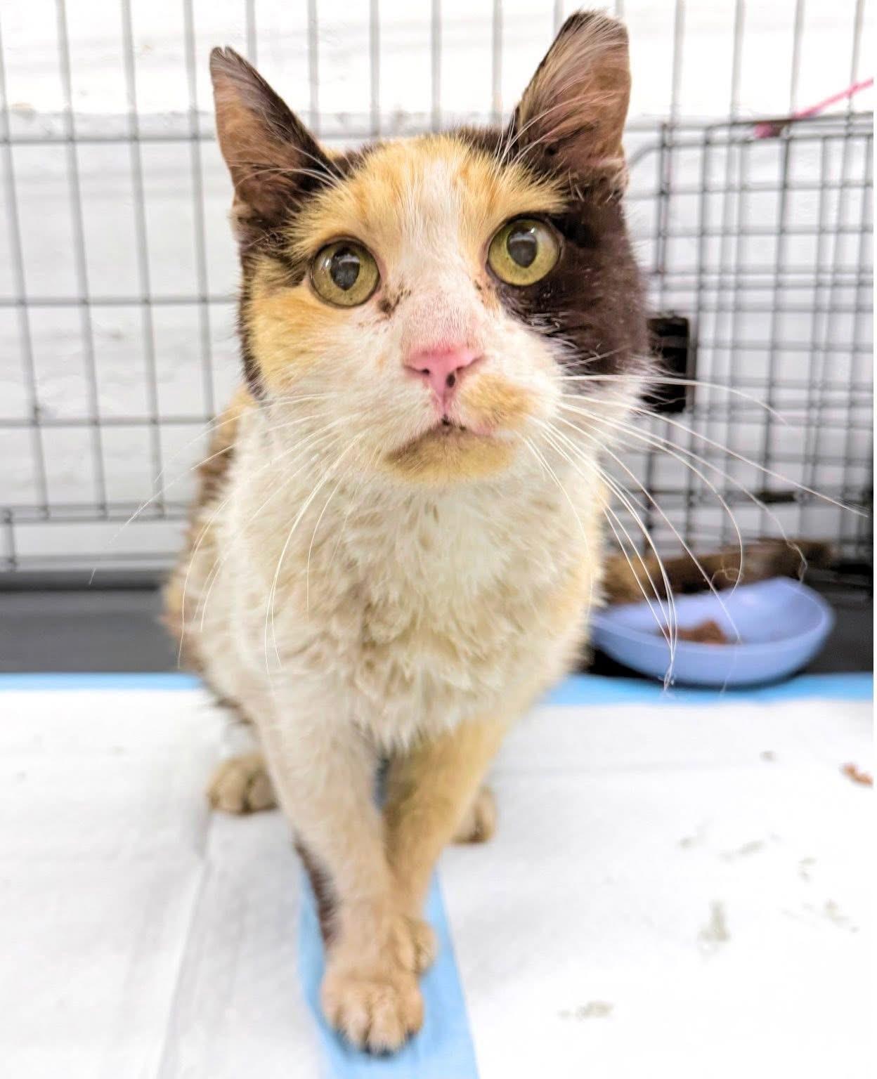 Enlarge Evelina, a Adoptable American Curl in Philadelphia, PA image 2/6