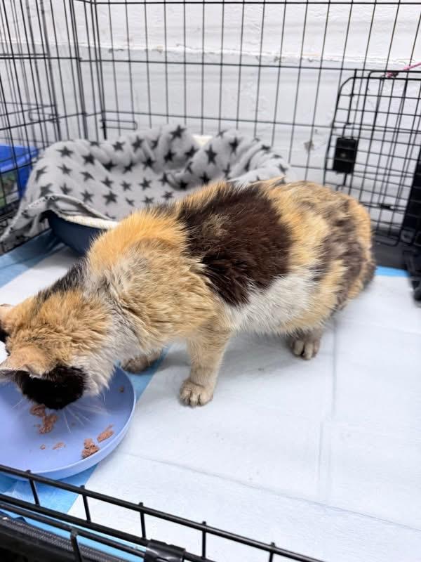 Enlarge Evelina, a Adoptable American Curl in Philadelphia, PA image 5/6