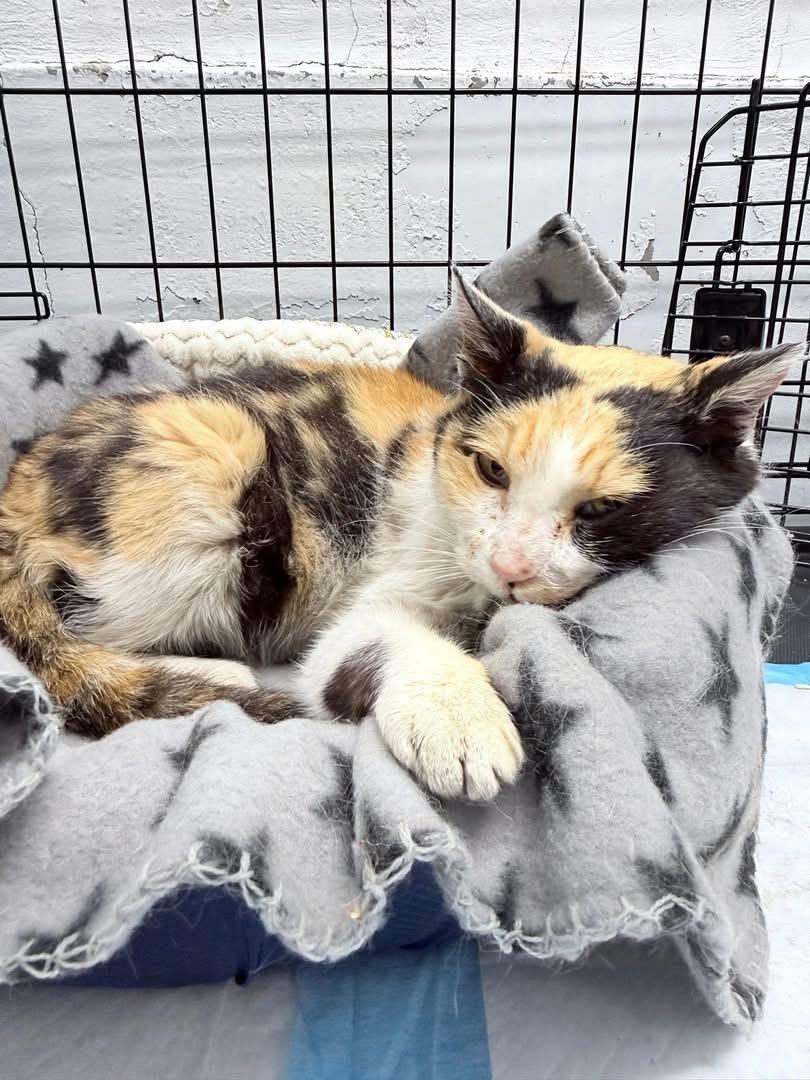 Enlarge Evelina, a Adoptable American Curl in Philadelphia, PA image 6/6