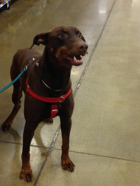 Marcus, Adopted, Young Male Doberman Pinscher.