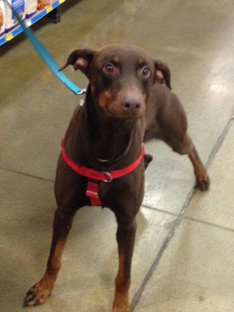 Marcus, a Adopted Doberman Pinscher in Omaha, NE image 2/3