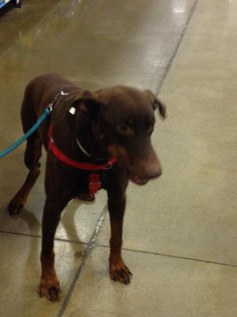 Marcus, a Adopted Doberman Pinscher in Omaha, NE image 3/3