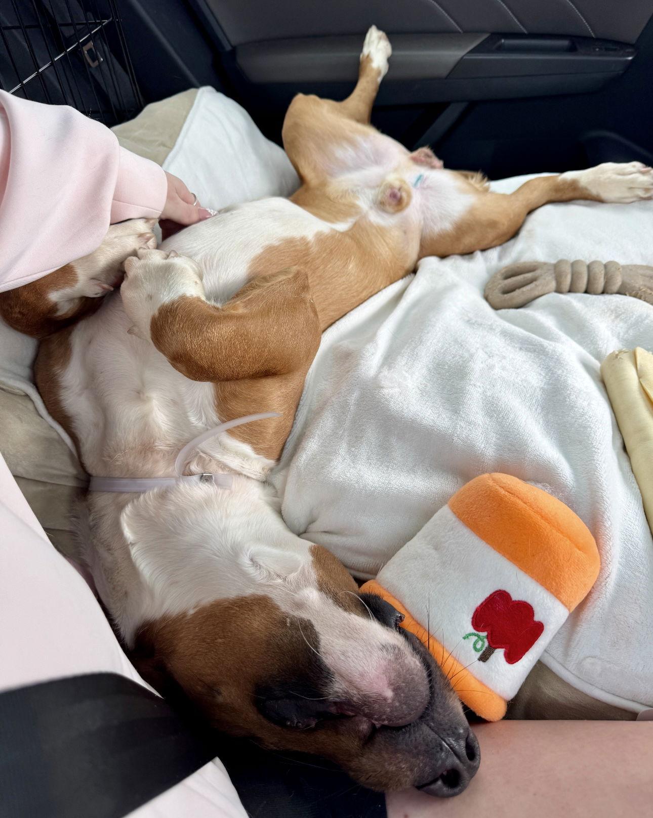 Chester, a Adopted Beagle in Houston, TX image 1/3