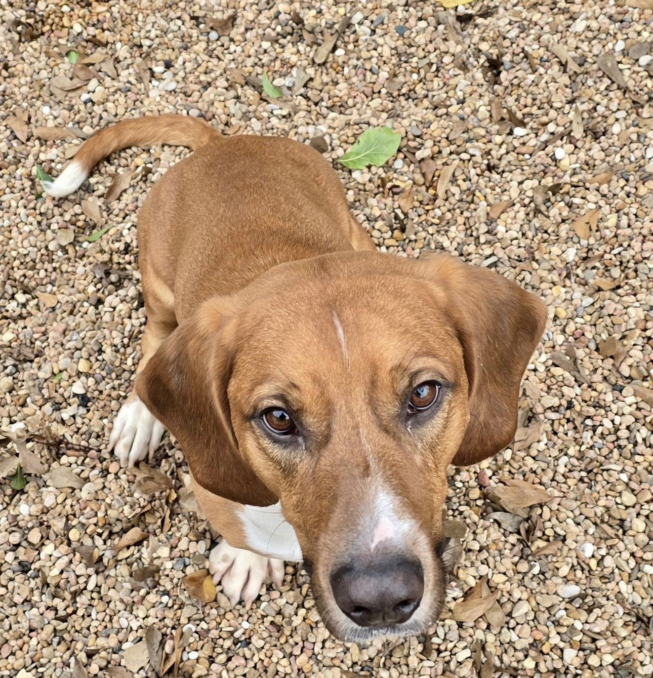 Chester, a Adopted Beagle in Houston, TX image 2/3