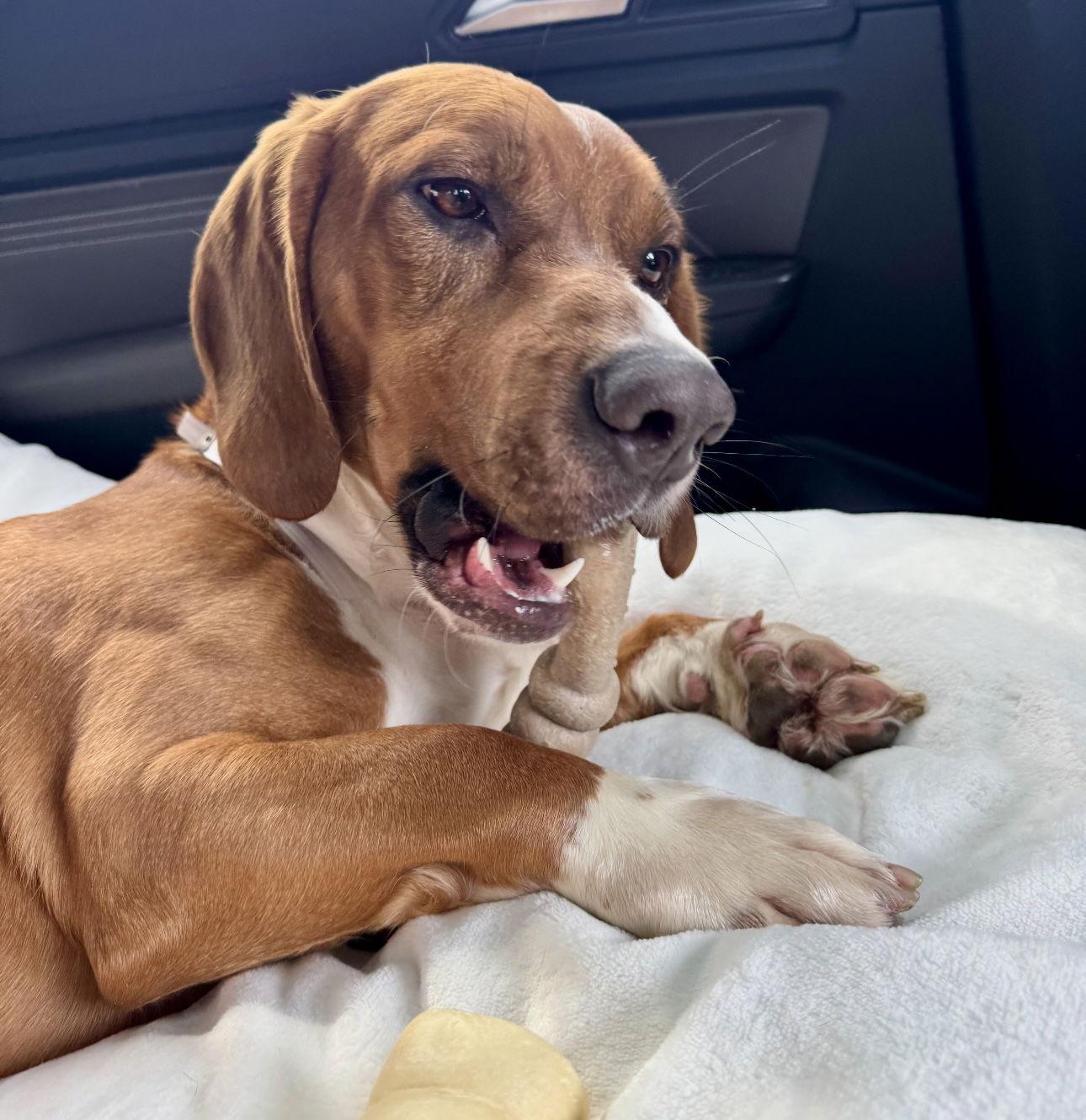 Chester, a Adopted Beagle in Houston, TX image 3/3