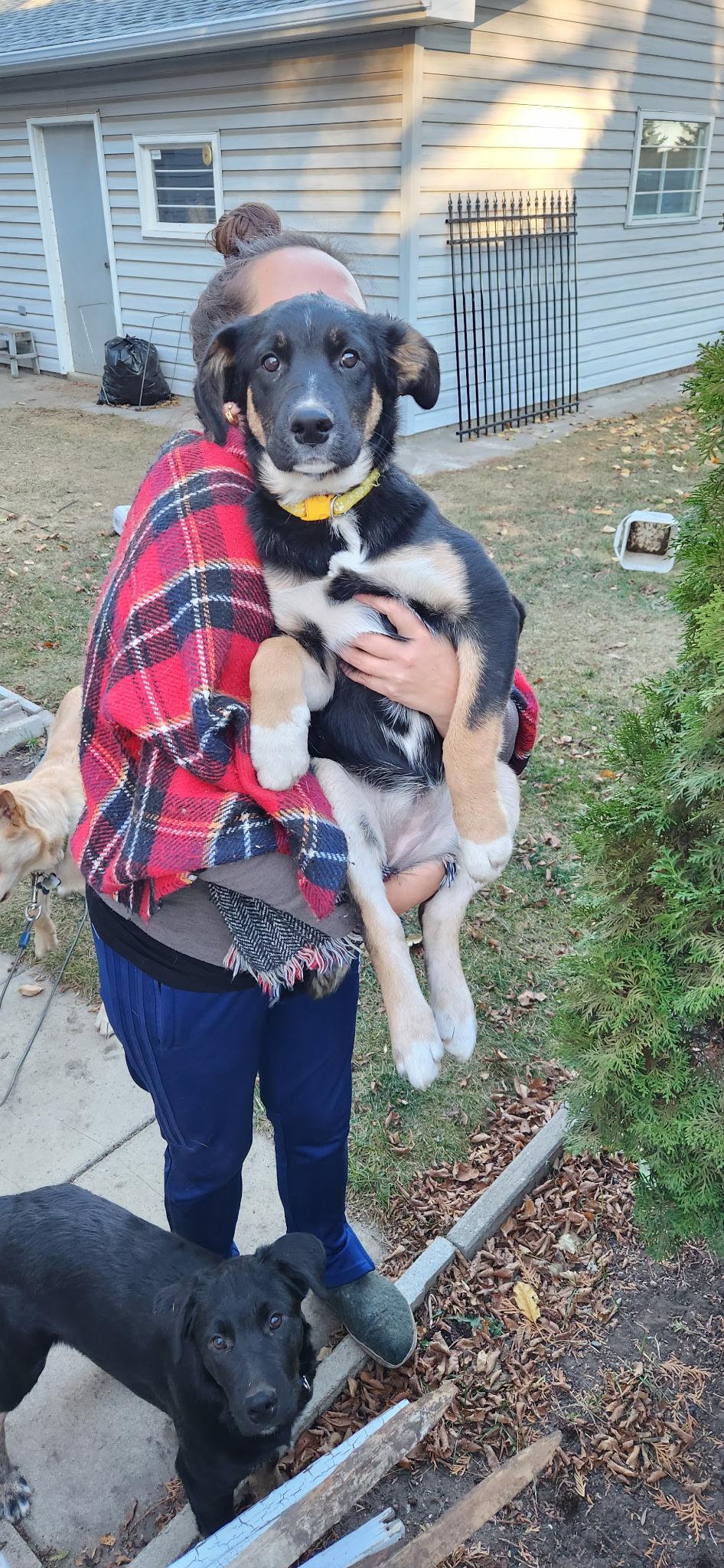 Madonna, a Adoptable Mixed Breed in Saskatoon, SK image 3/6