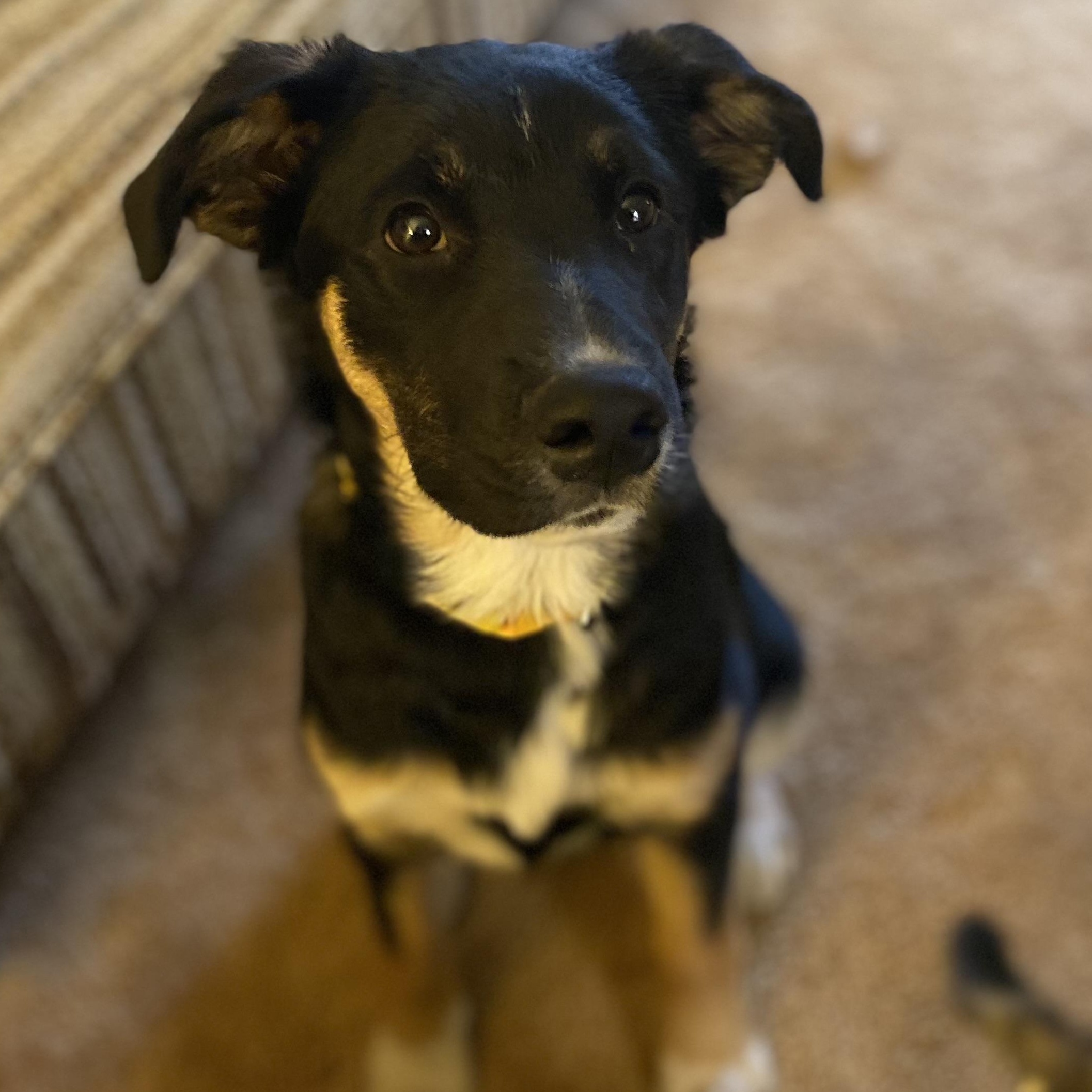Madonna, a Adoptable Mixed Breed in Saskatoon, SK image 2/6