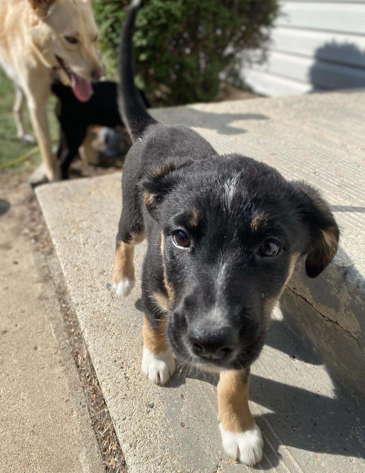 Madonna, a Adoptable Mixed Breed in Saskatoon, SK image 6/6