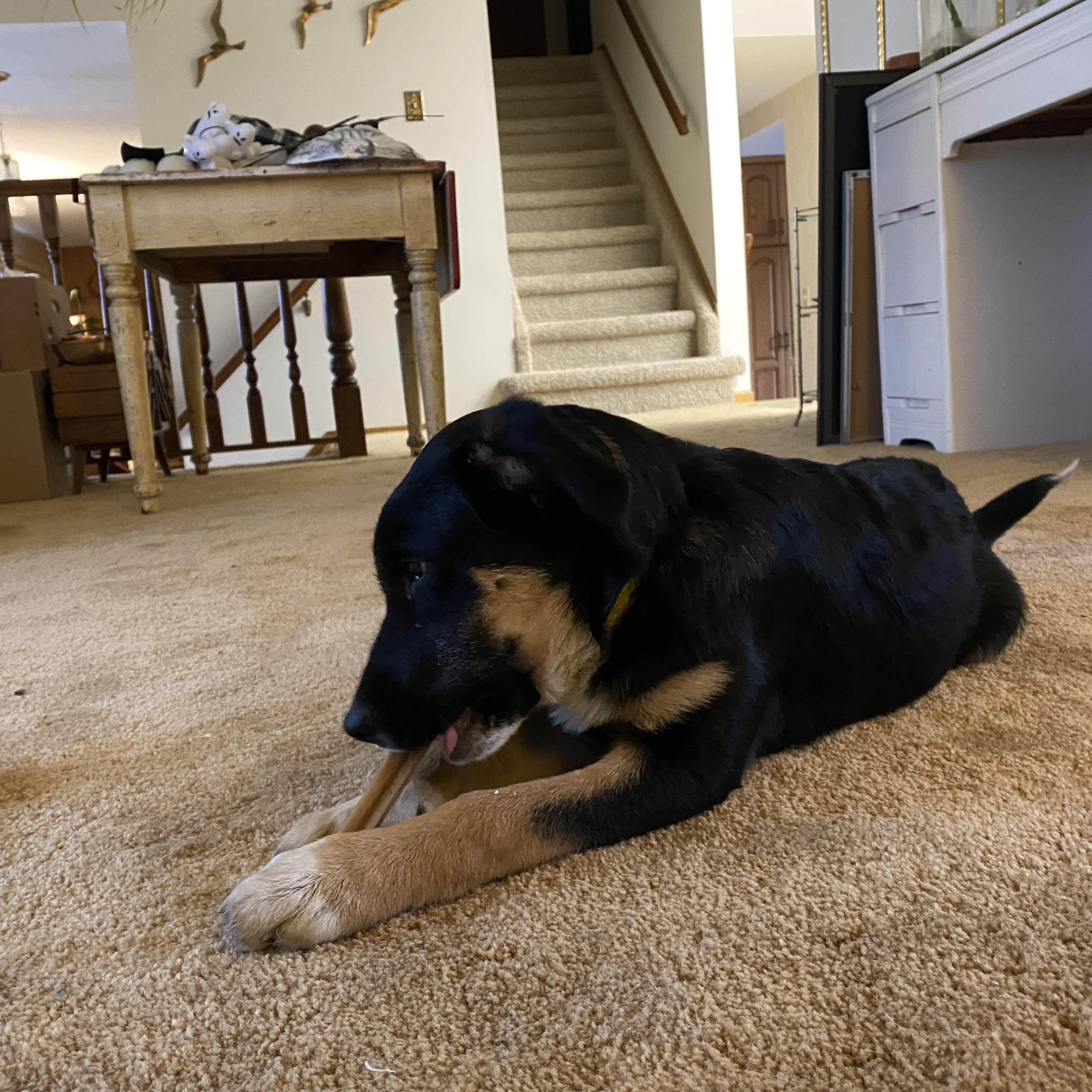 Madonna, a Adoptable Mixed Breed in Saskatoon, SK image 4/6