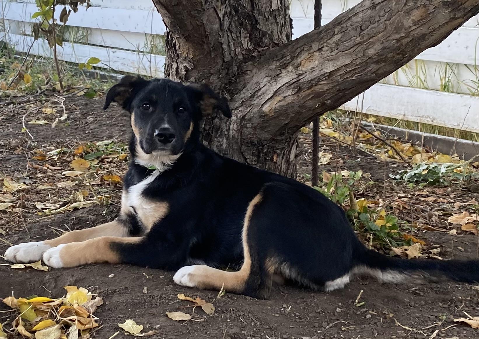 Madonna, a Adoptable Mixed Breed in Saskatoon, SK image 1/6