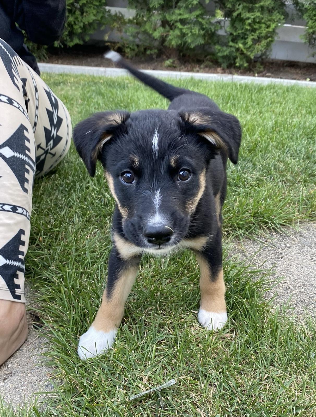 Madonna, an adoptable Mixed Breed in Saskatoon, SK, S7H 0W2 | Photo Image 1