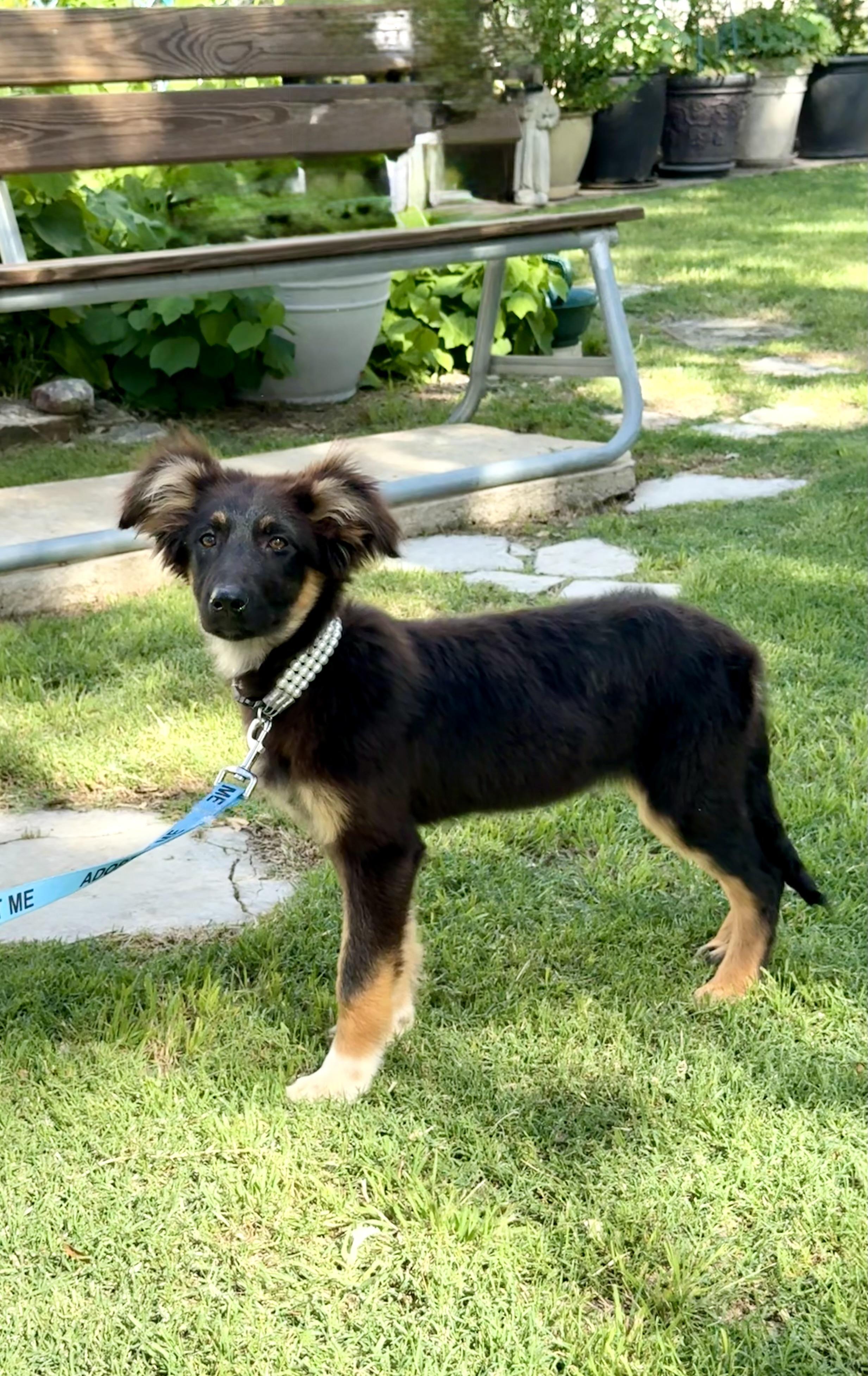 Demi the loveliest of puppies, a Adoptable mixed breed in Niantic , CT image 6/6