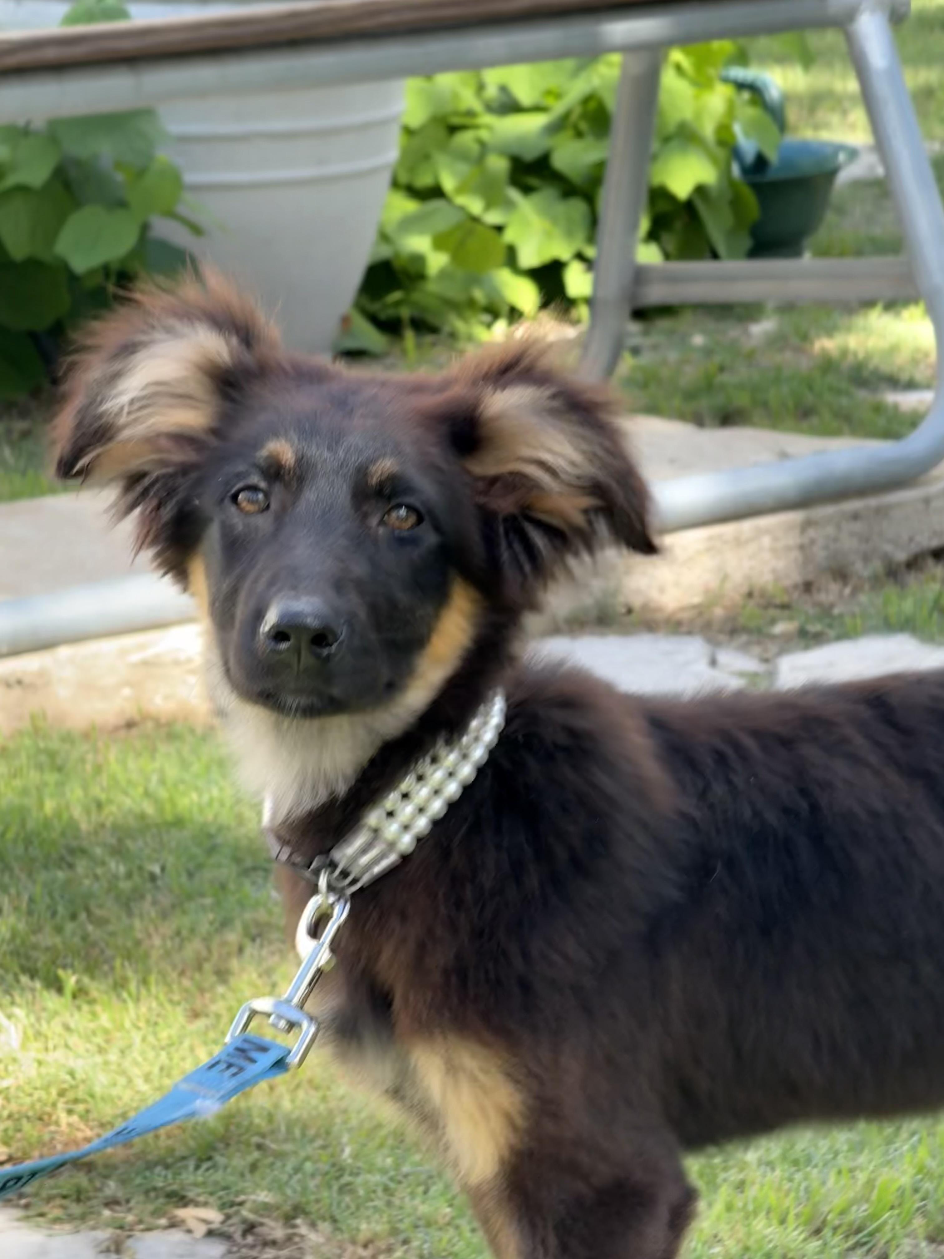 Demi the loveliest of puppies, a Adoptable mixed breed in Niantic , CT image 2/6