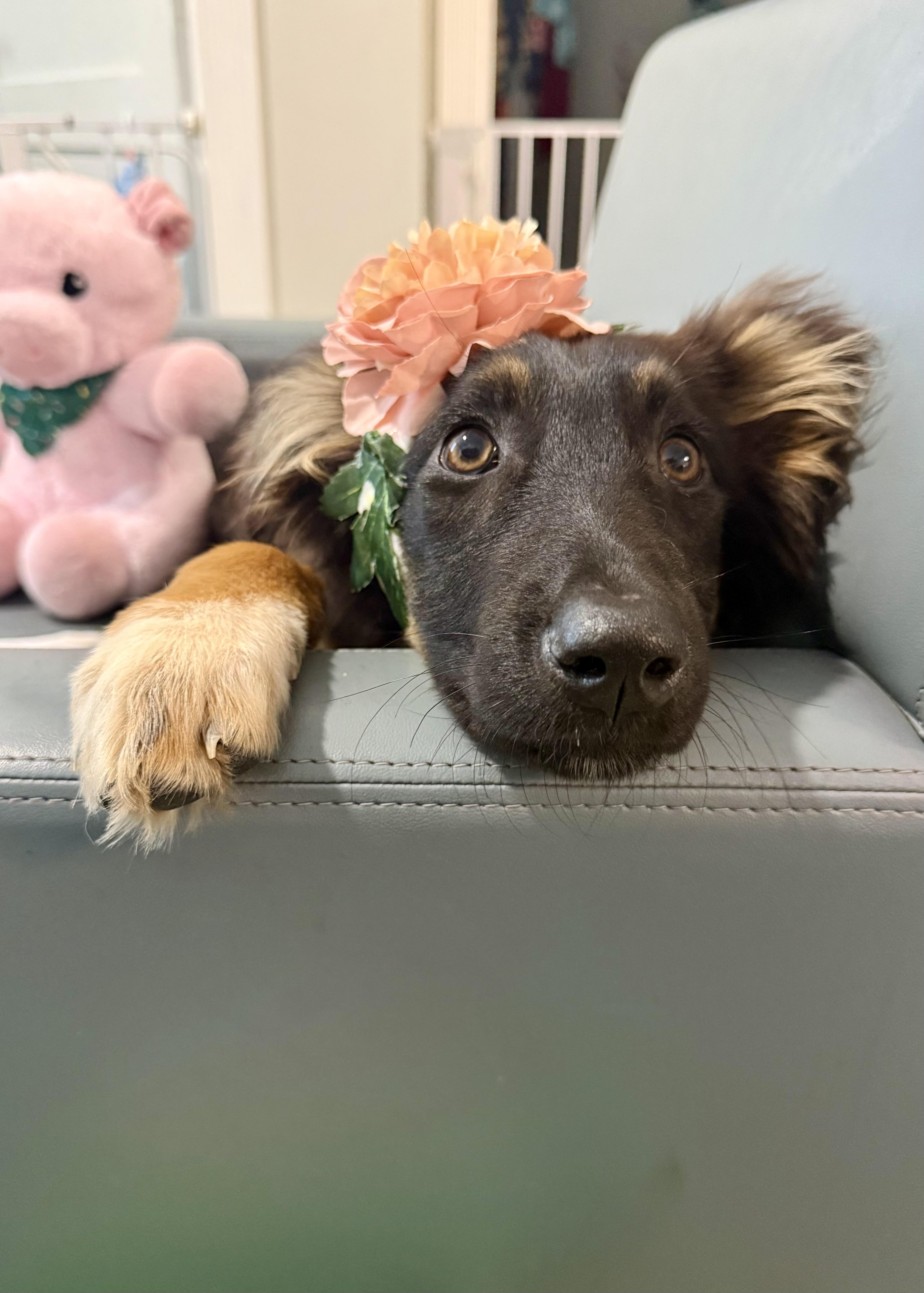 Demi the loveliest of puppies, a Adoptable mixed breed in Niantic , CT image 5/6