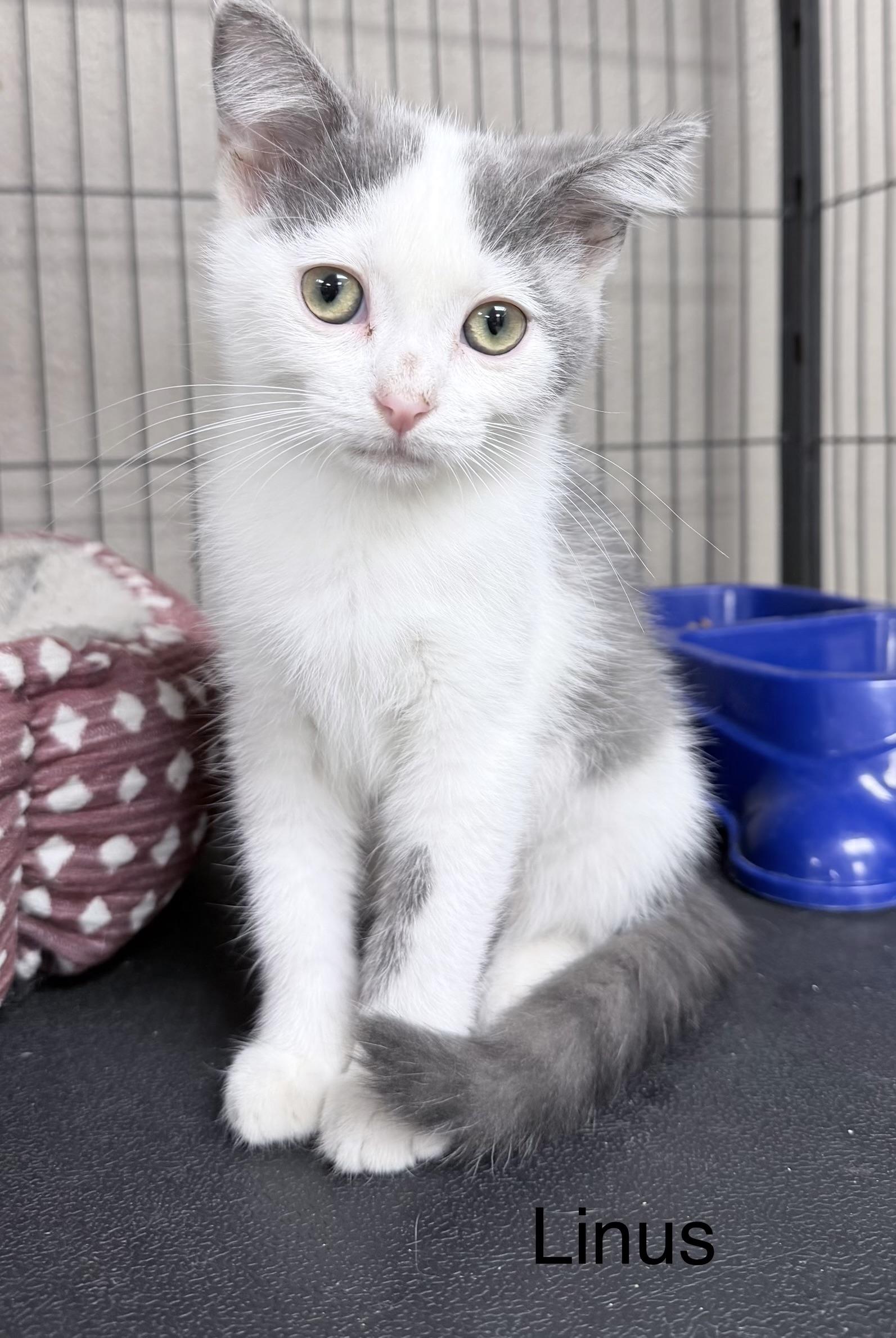 Enlarge Linus, a ADOPTABLE Domestic Short Hair in Sylacauga, AL image 1/1