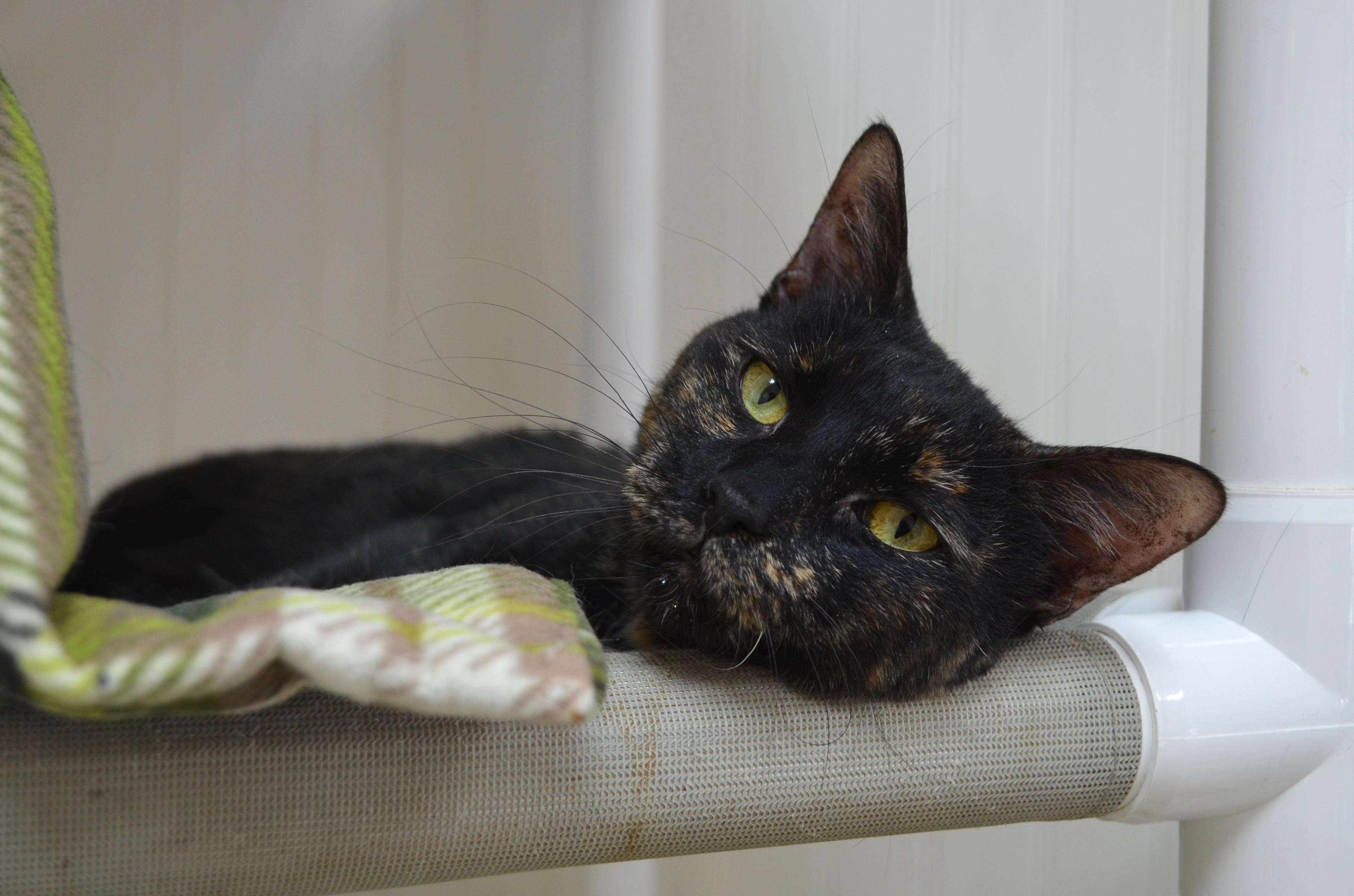 Enlarge Mittens, a ADOPTABLE Tortoiseshell in Westbrook, CT image 4/6
