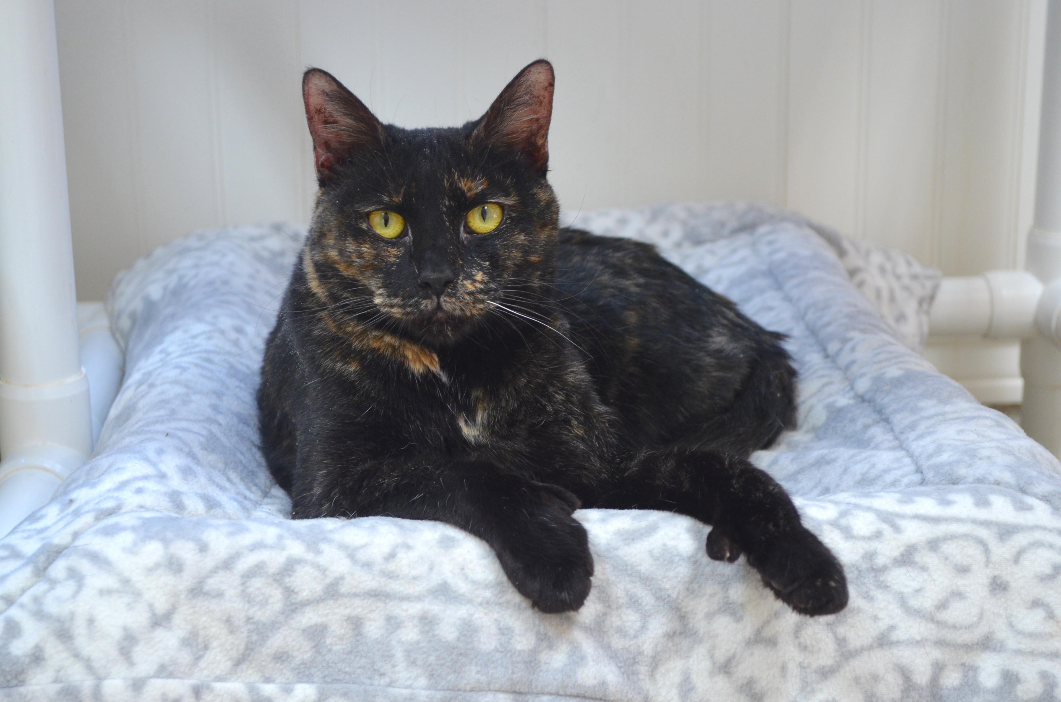 Enlarge Mittens, a ADOPTABLE Tortoiseshell in Westbrook, CT image 6/6