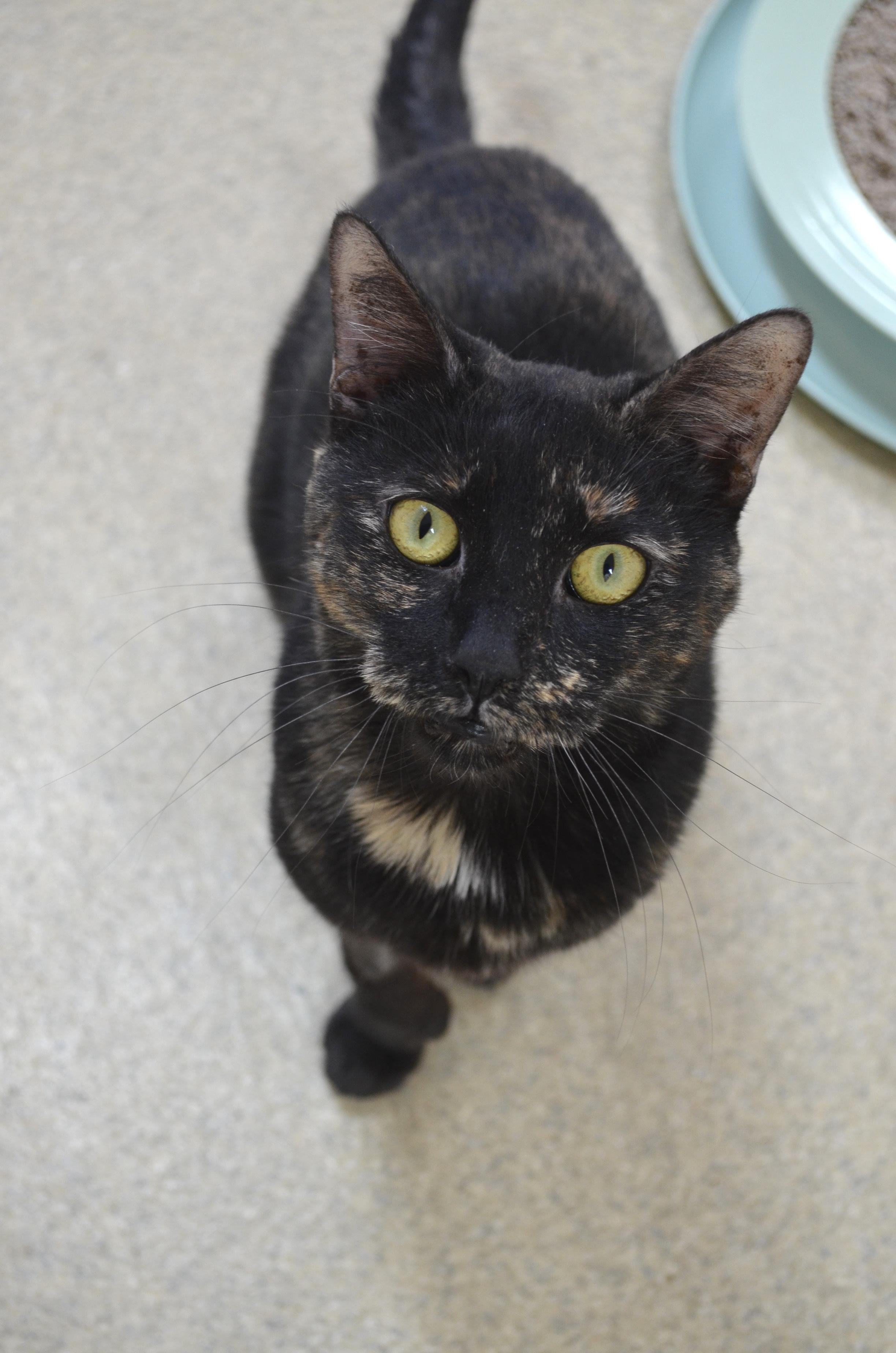 Mittens, adoptable, Young Female Tortoiseshell.