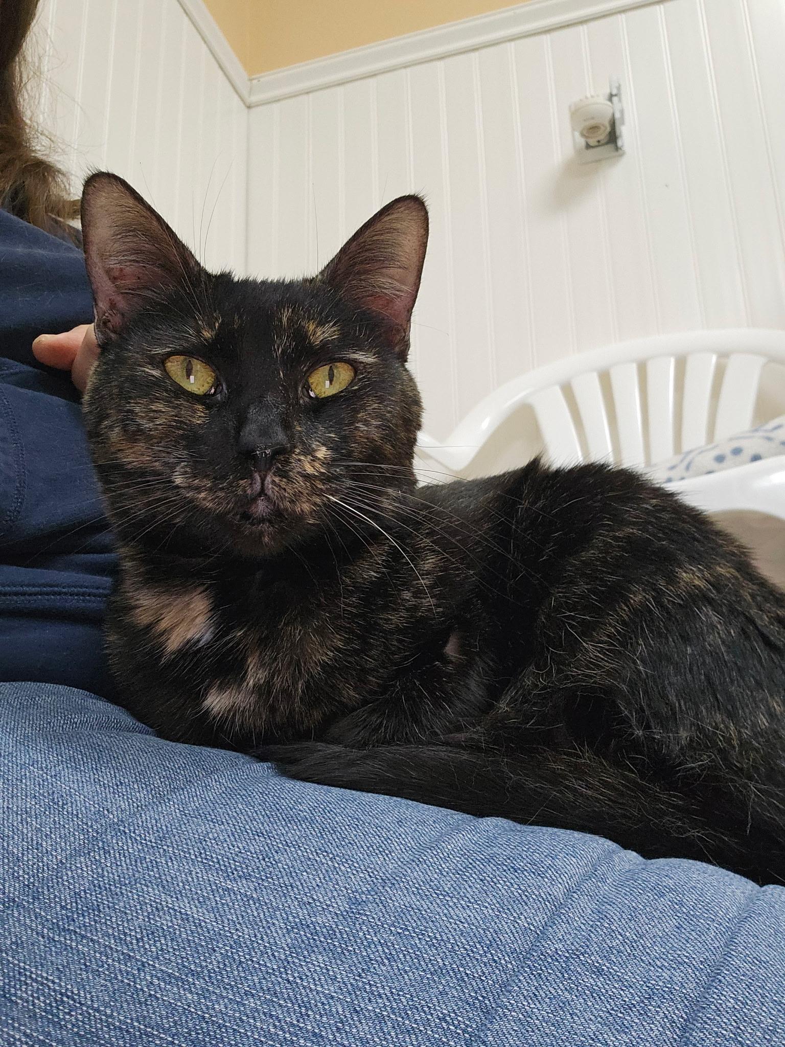 Enlarge Mittens, a Adoptable Tortoiseshell in Westbrook, CT image 1/6