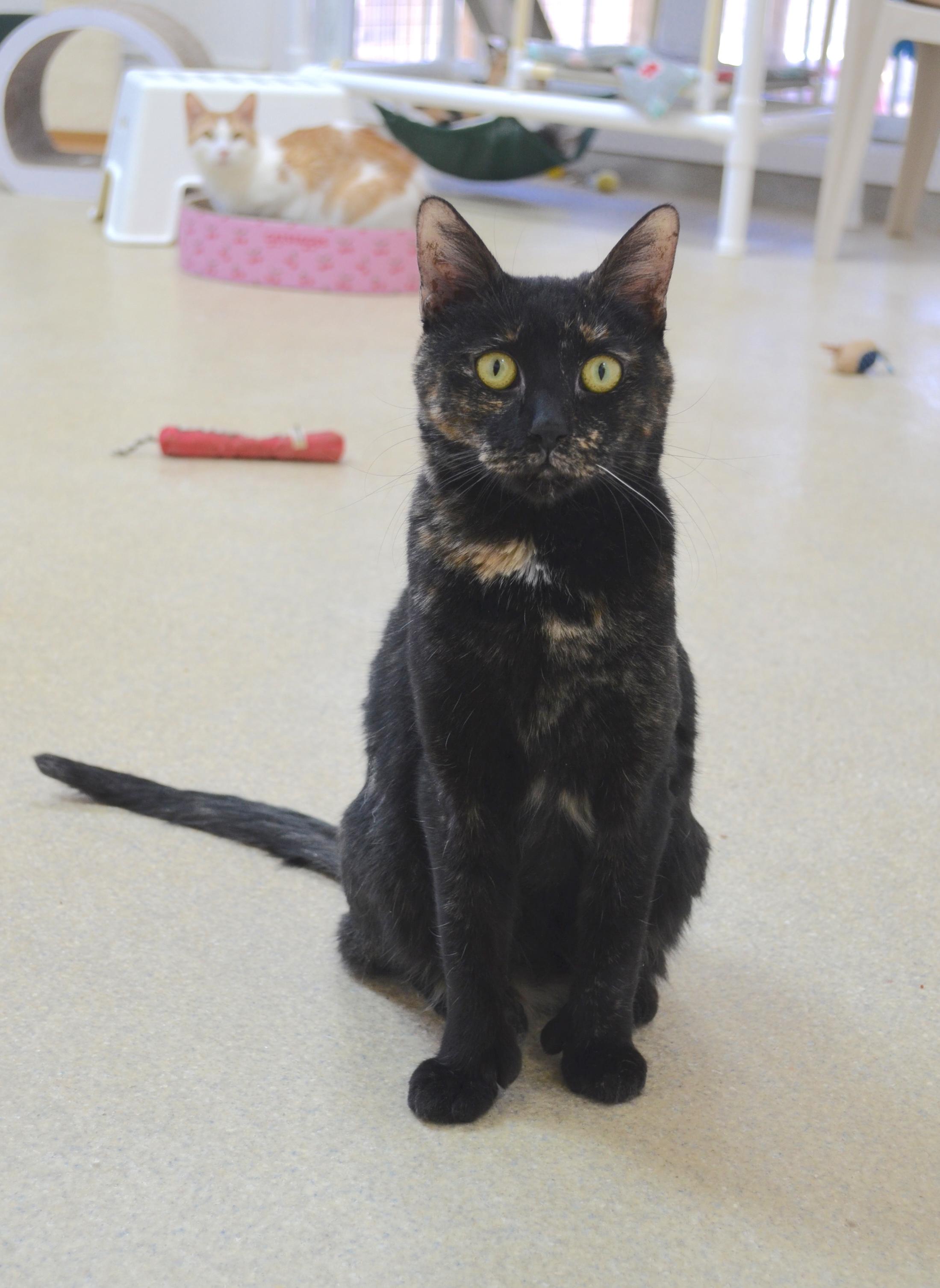 Enlarge Mittens, a ADOPTABLE Tortoiseshell in Westbrook, CT image 1/6