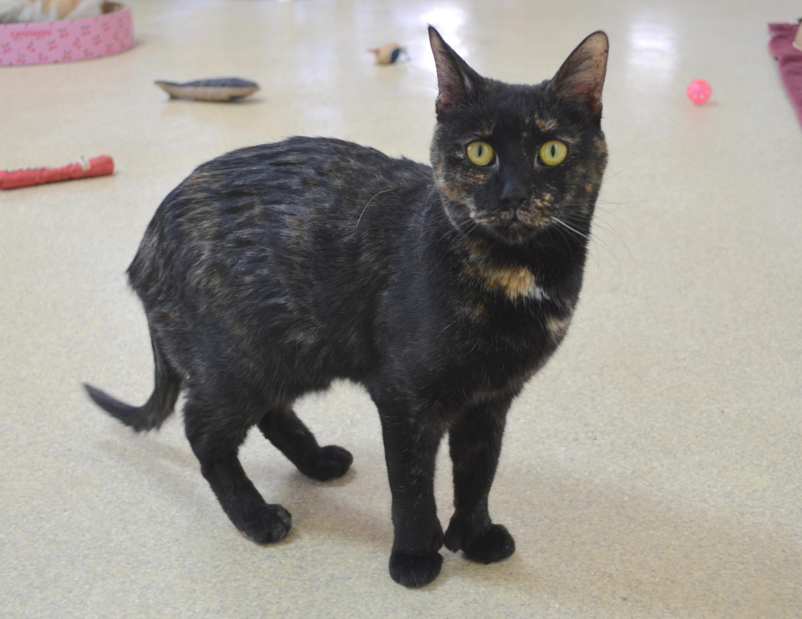 Enlarge Mittens, a ADOPTABLE Tortoiseshell in Westbrook, CT image 5/6