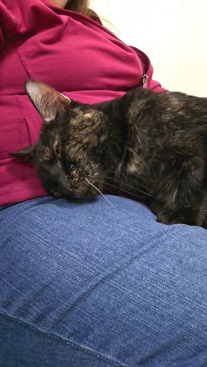 Enlarge Mittens, a Adoptable Tortoiseshell in Westbrook, CT video 6/6
