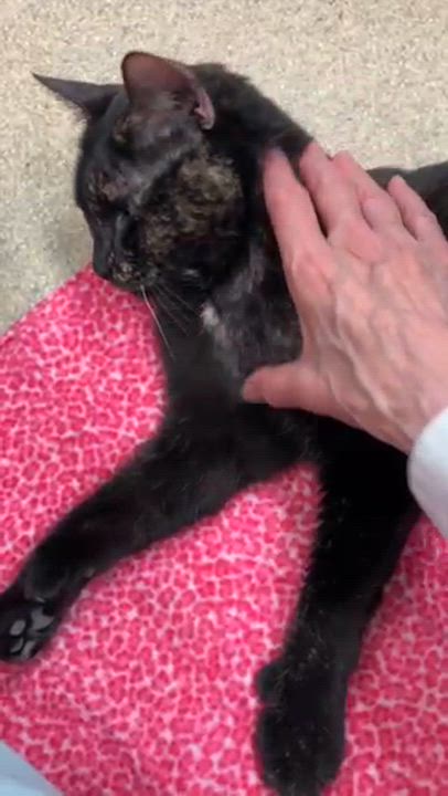 Enlarge Mittens, an adoptable Tortoiseshell in Westbrook, CT video 6/6
