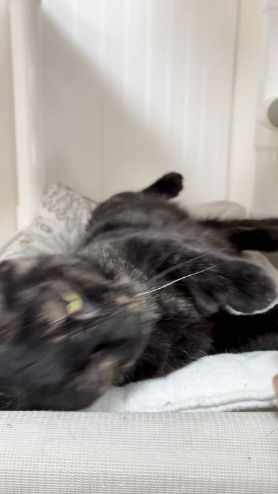 Enlarge Mittens, a ADOPTABLE Tortoiseshell in Westbrook, CT video 2/6