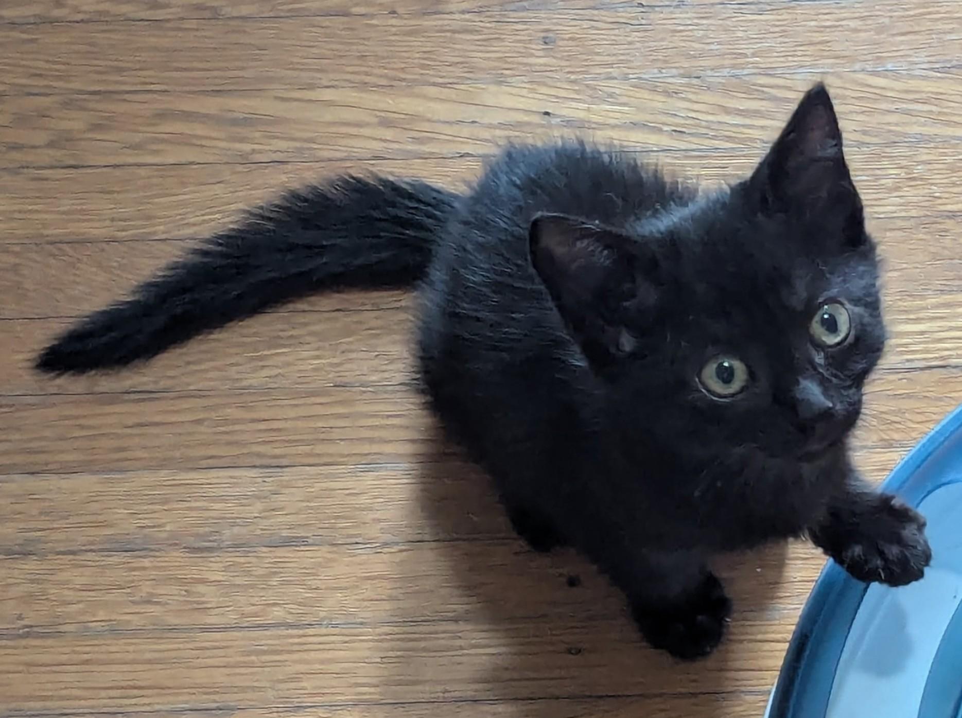 Cherry, a ADOPTABLE American Shorthair in Rochester, NY image 1/2