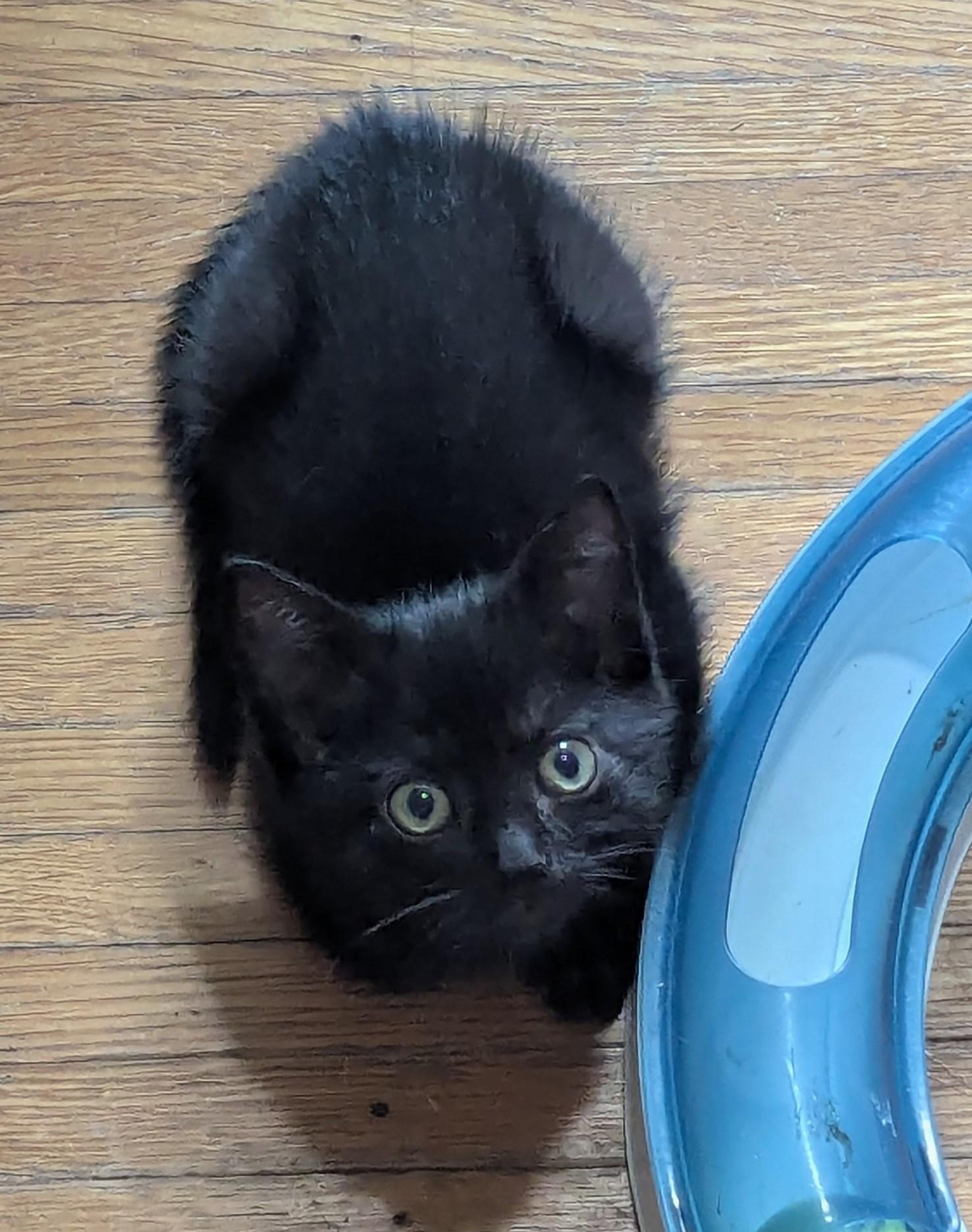 Cherry, a ADOPTABLE American Shorthair in Rochester, NY image 2/2