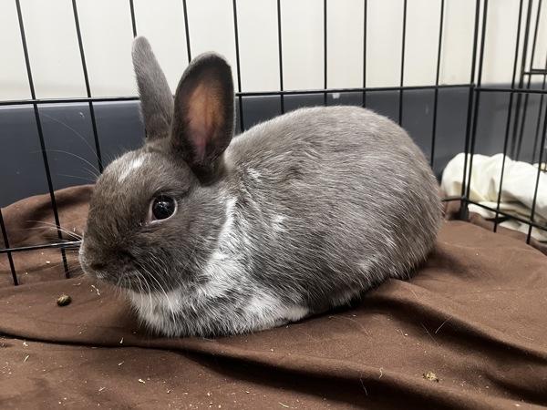 Enlarge Gandolph, a Adoptable mixed breed in Stratham, NH image 1/1