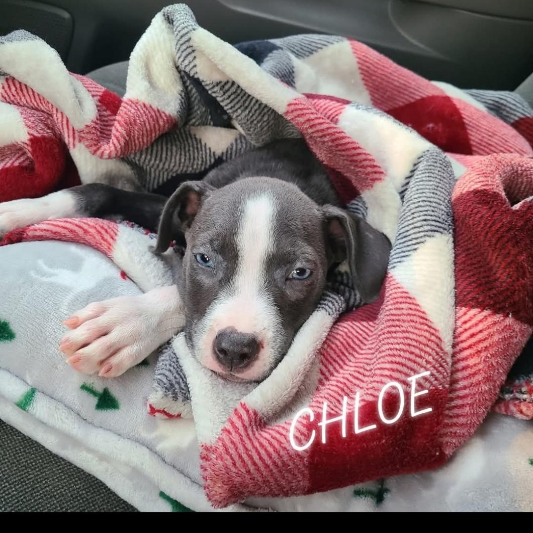 Chloe, a Adopted mixed breed in Mechanicsville, MD image 2/6