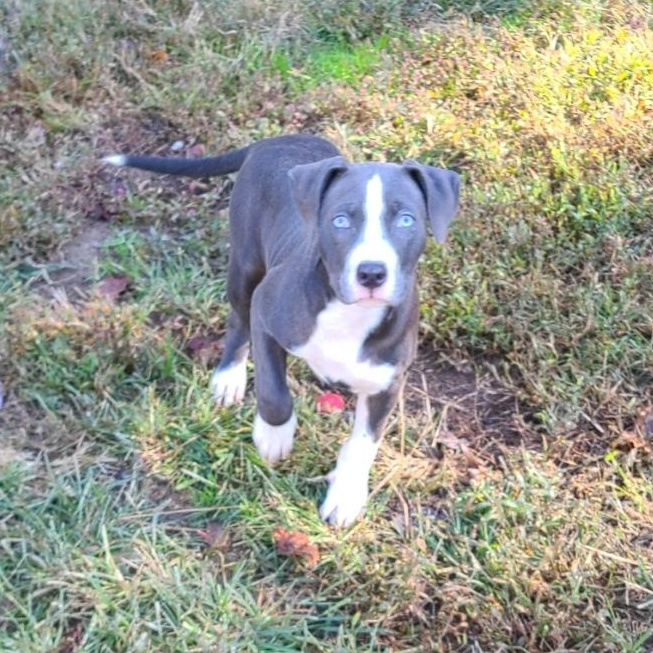 Chloe, Adopted, Puppy Female American Staffordshire Terrier & Boston Terrier.