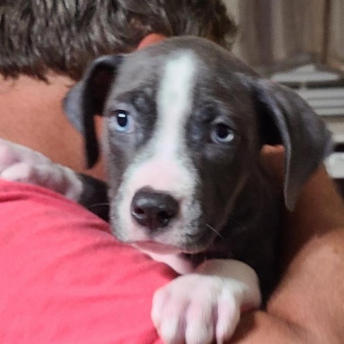 Chloe, a Adopted mixed breed in Mechanicsville, MD image 4/6