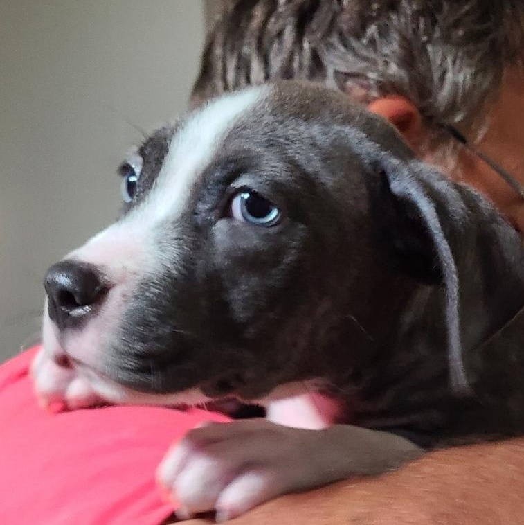 Chloe, a Adopted mixed breed in Mechanicsville, MD image 5/6