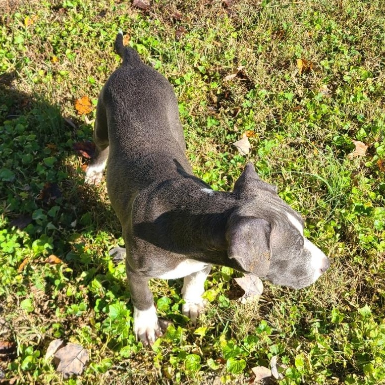 Chloe, a Adopted mixed breed in Mechanicsville, MD image 6/6