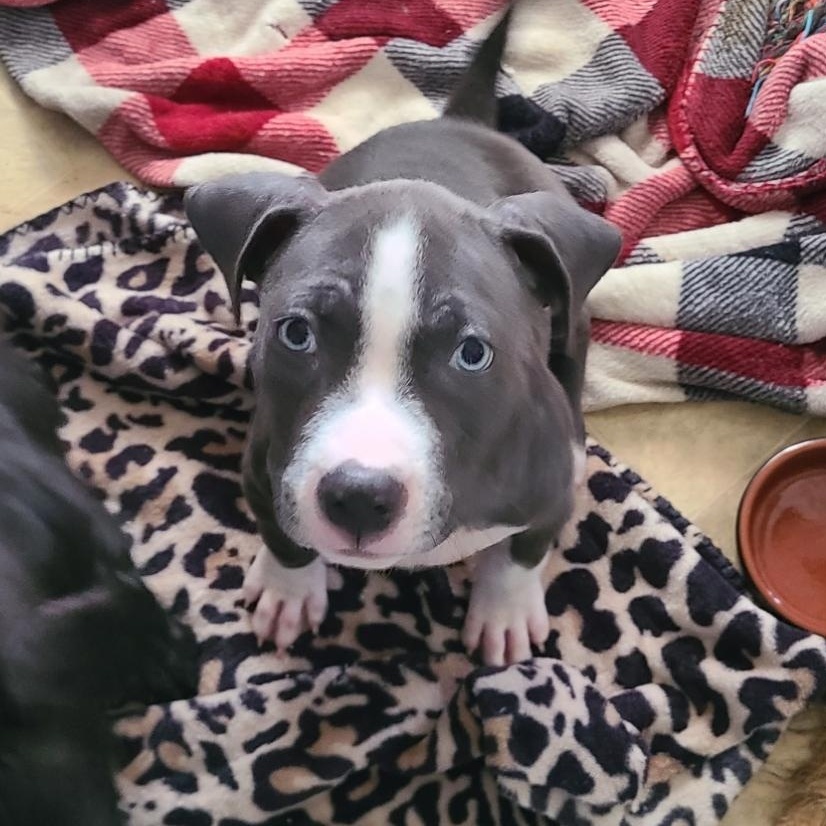 Chloe, a Adopted mixed breed in Mechanicsville, MD image 3/6