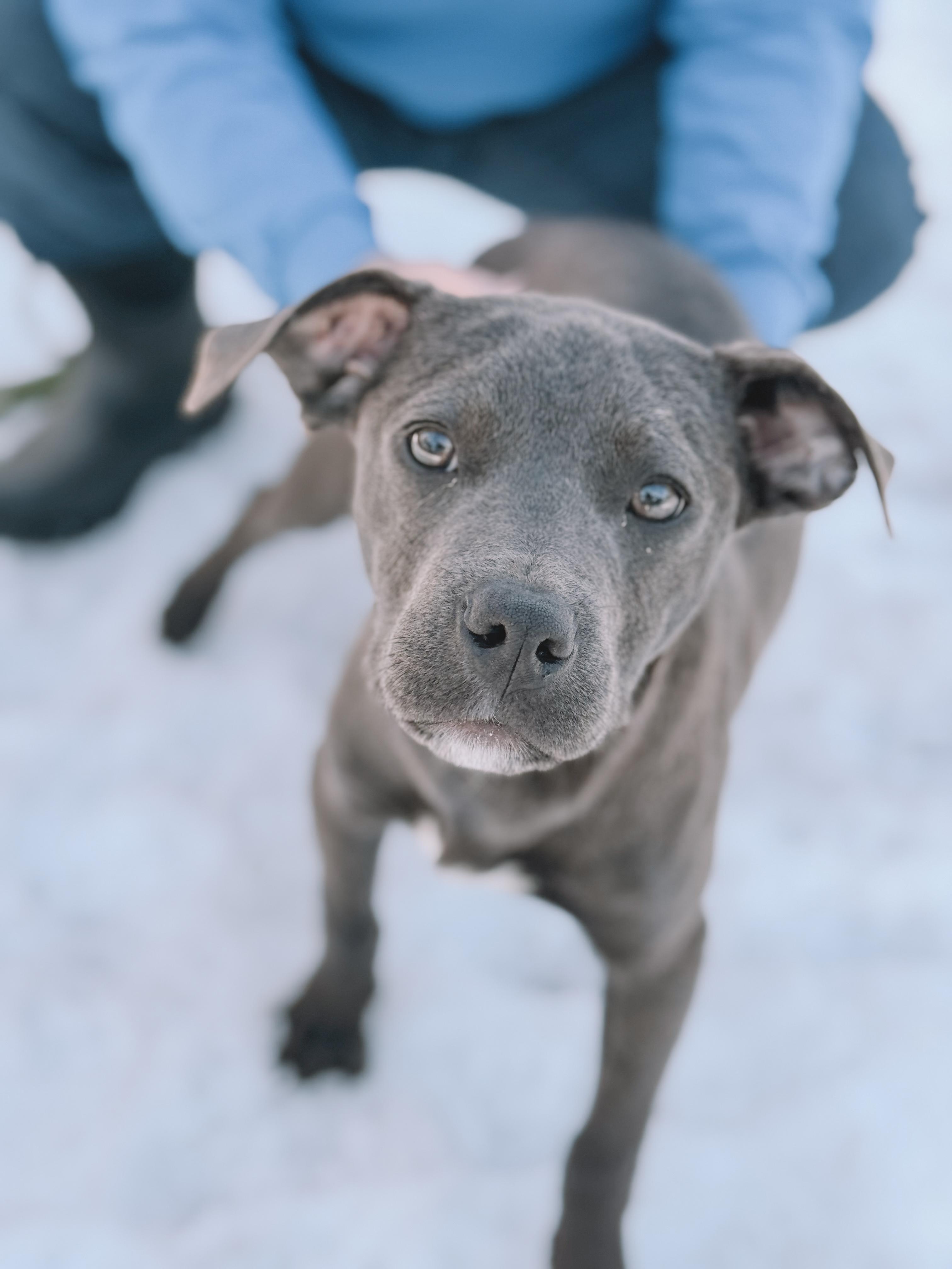 Toby, ADOPTABLE, Puppy Male Weimaraner & Labrador Retriever.