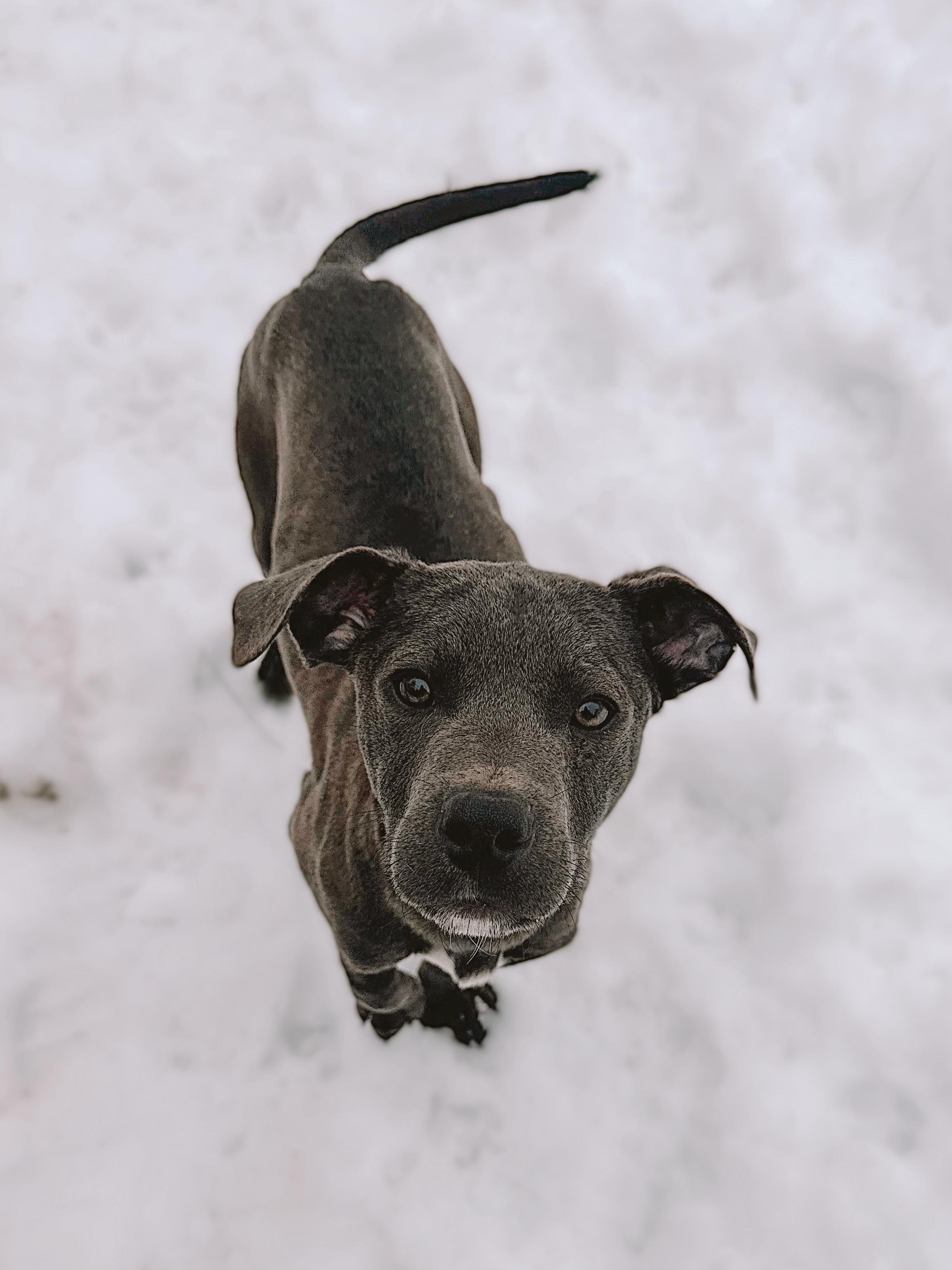Enlarge Toby, a ADOPTABLE mixed breed in Sudbury, MA image 2/3