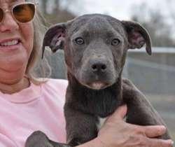 Enlarge Toby, a ADOPTABLE mixed breed in Sudbury, MA image 3/3