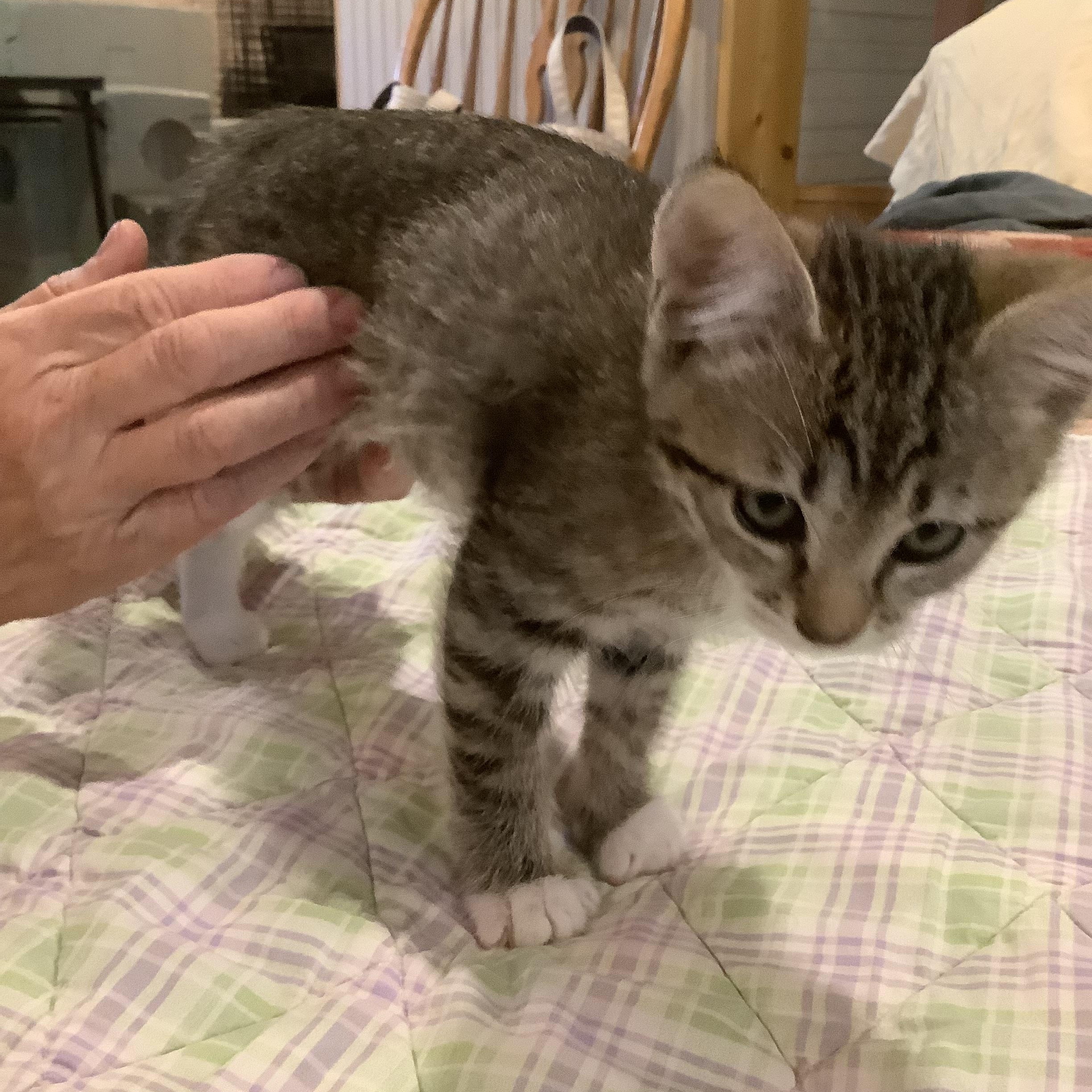Evie, a ADOPTABLE Domestic Short Hair in Portland, OR image 5/5