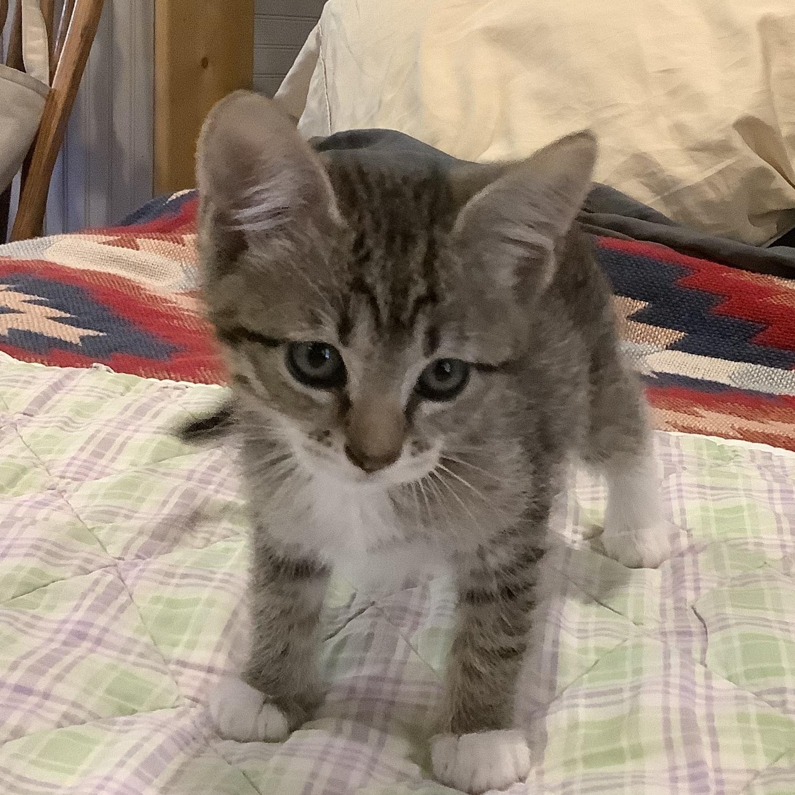 Evie, a ADOPTABLE Domestic Short Hair in Portland, OR image 4/5