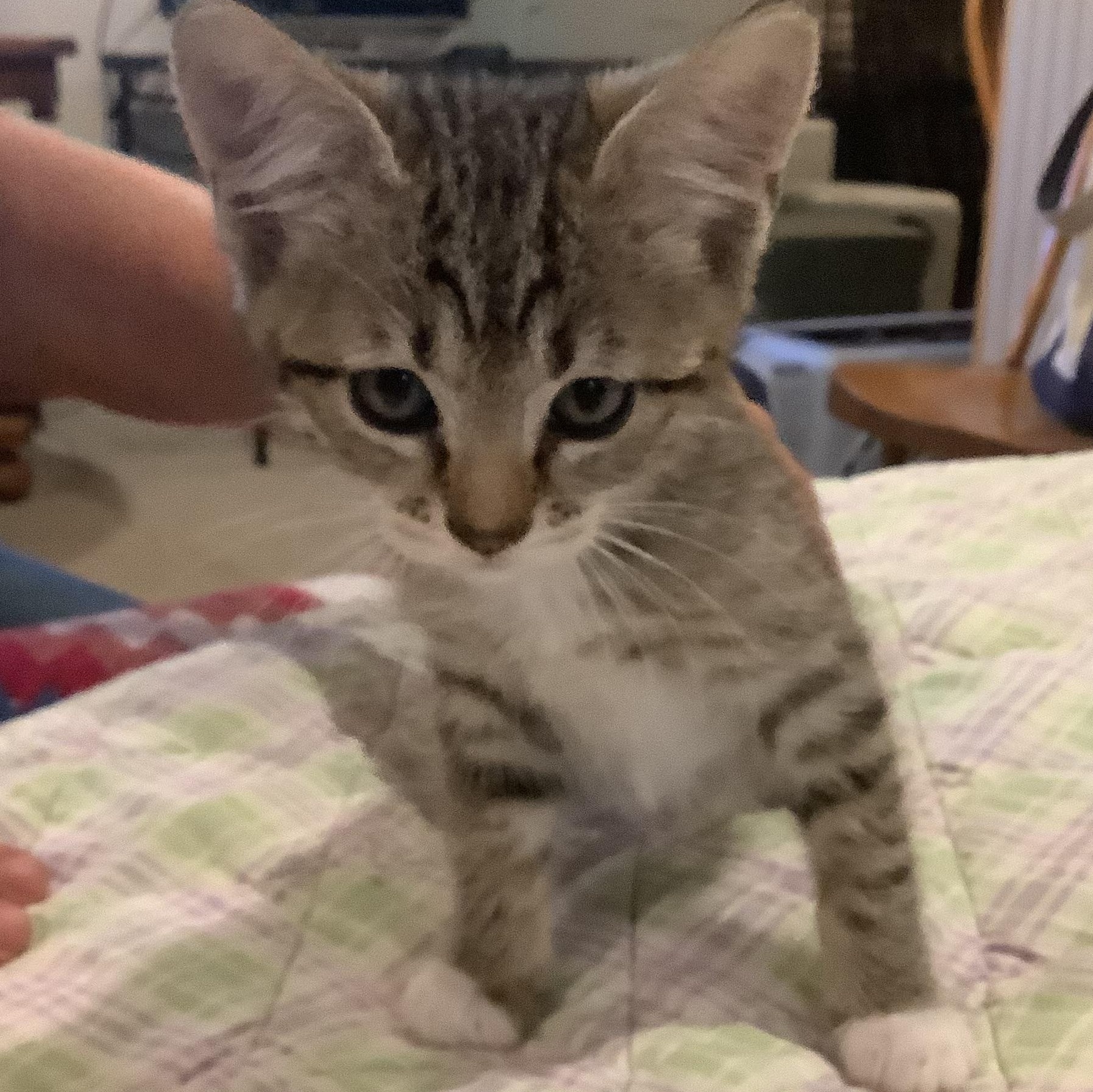 Evie, ADOPTABLE, Kitten Female Domestic Short Hair.