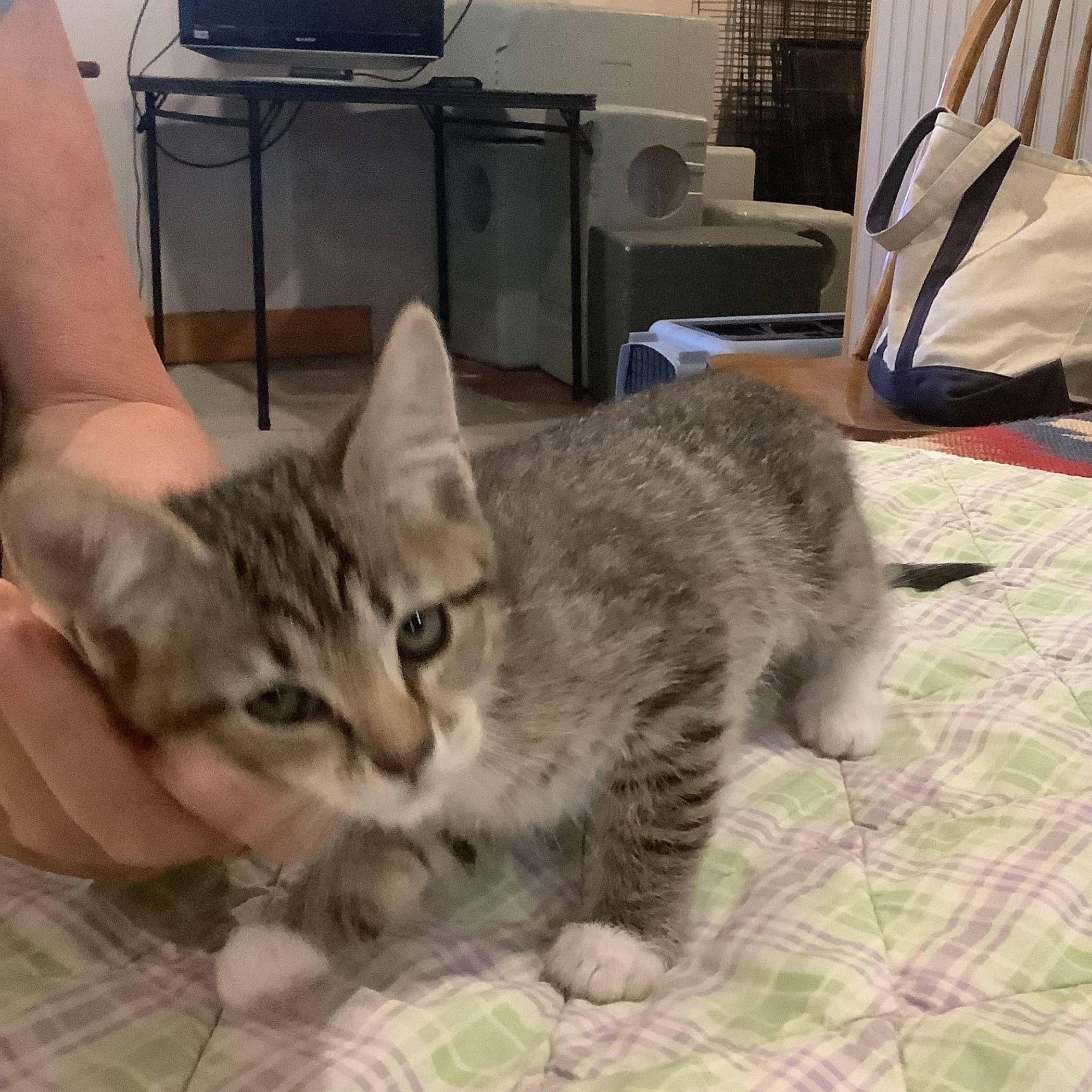Evie, a ADOPTABLE Domestic Short Hair in Portland, OR image 2/5