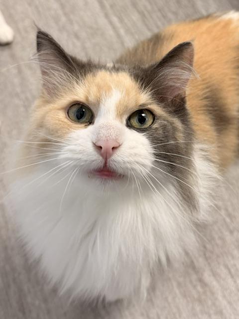 Enlarge Lady, a ADOPTABLE Domestic Long Hair in Douglas, MI image 1/2