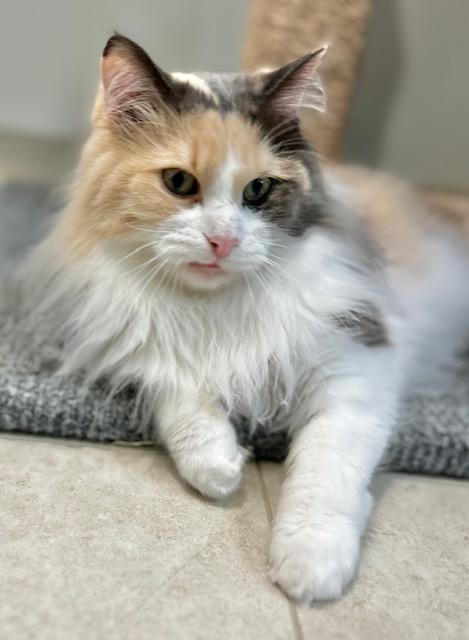 Enlarge Lady, a ADOPTABLE Domestic Long Hair in Douglas, MI image 2/2