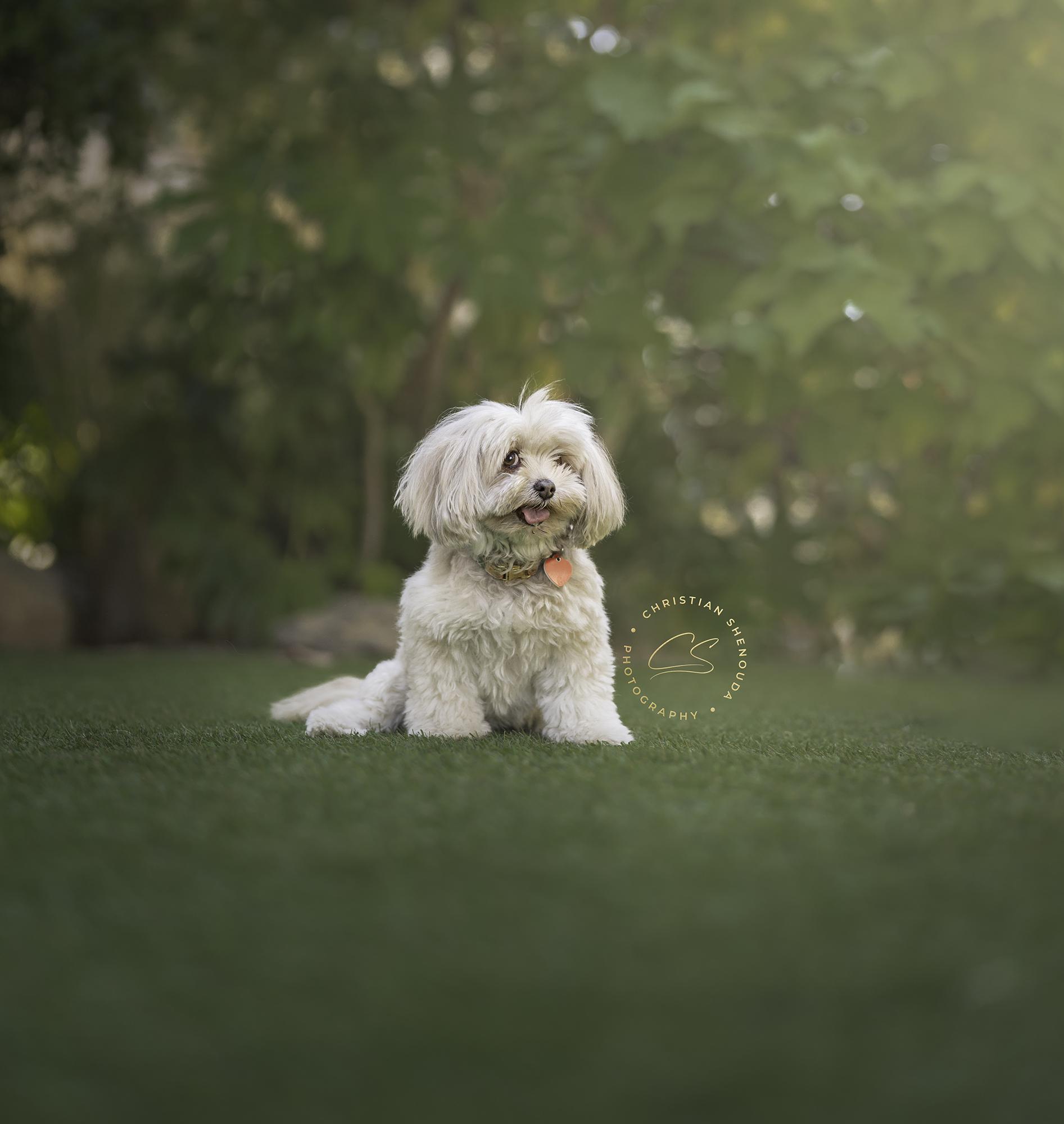 Mistletoe *special medical needs, an adoptable Maltipoo, Yorkshire Terrier in Los Angeles, CA, 90035 | Photo Image 1