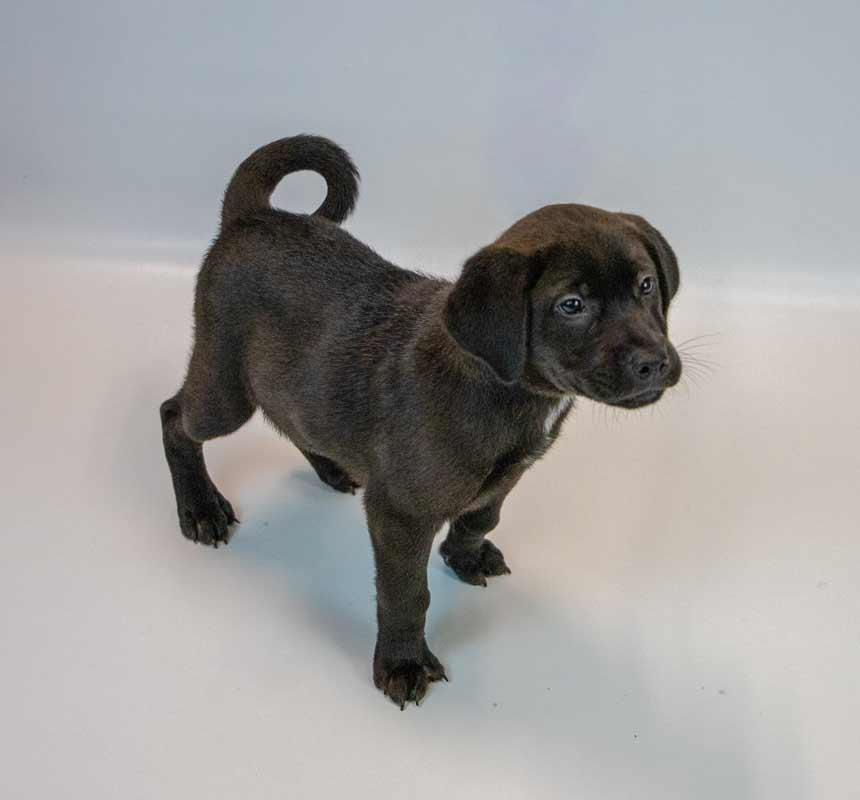 Enlarge Moose, an adopted mixed breed in Kennesaw, GA image 4/6